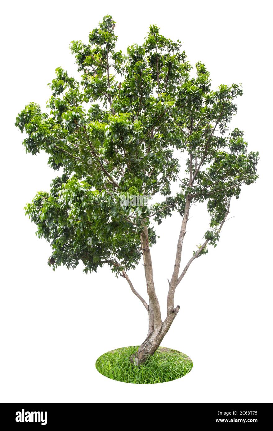Beautiful green tree isolated on white background Stock Photo - Alamy