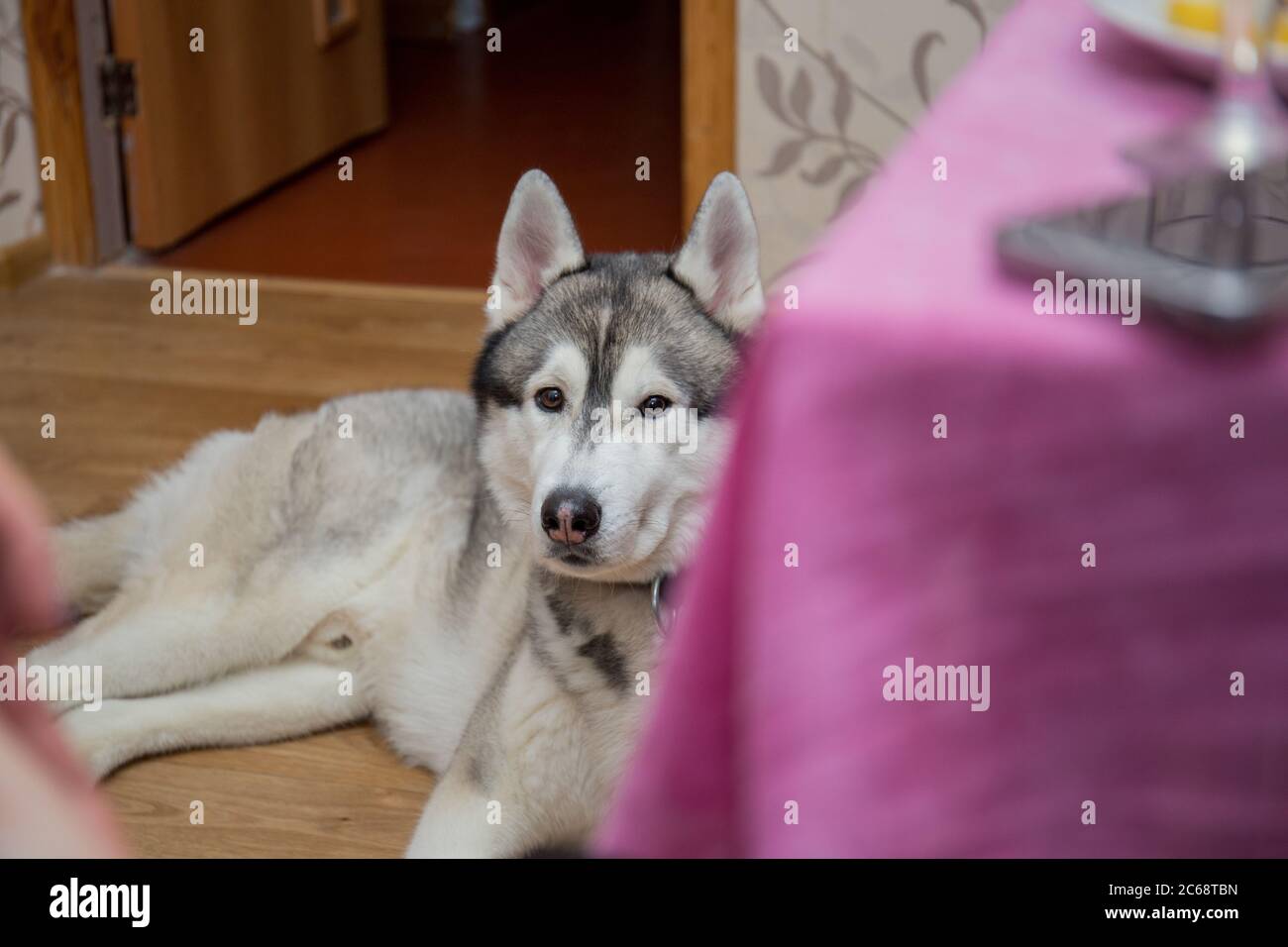 husky dog on the floor in room Stock Photo - Alamy