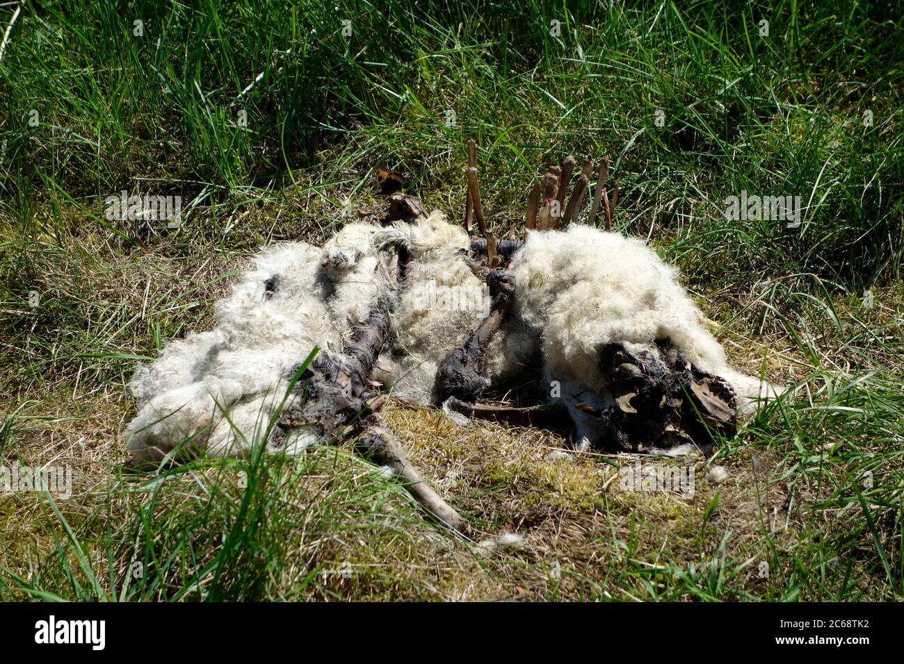 Dead Lamb Decomposing in a Field, UK Stock Photo