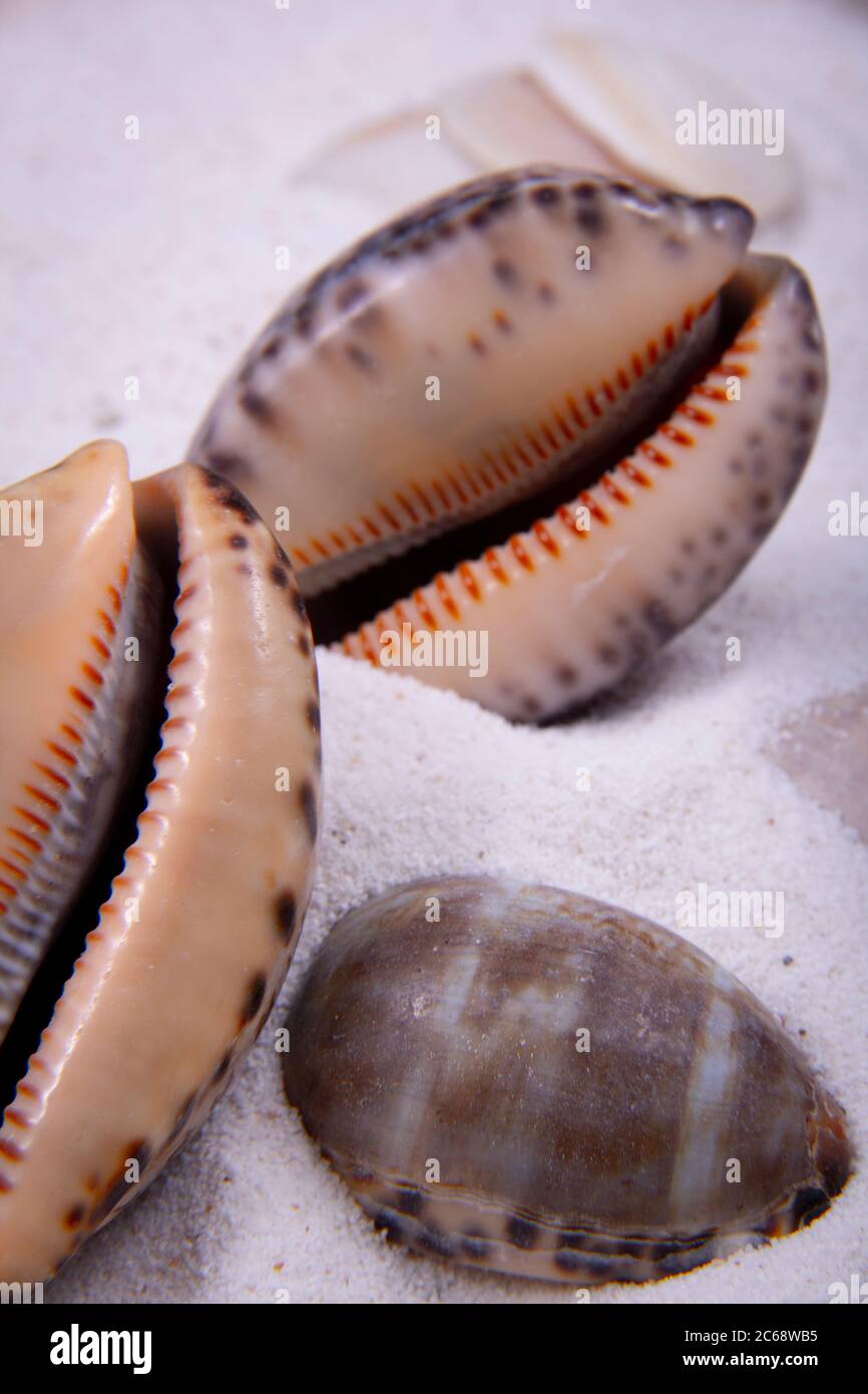 Closeup photo of some oysters on the beach sand Stock Photo Alamy