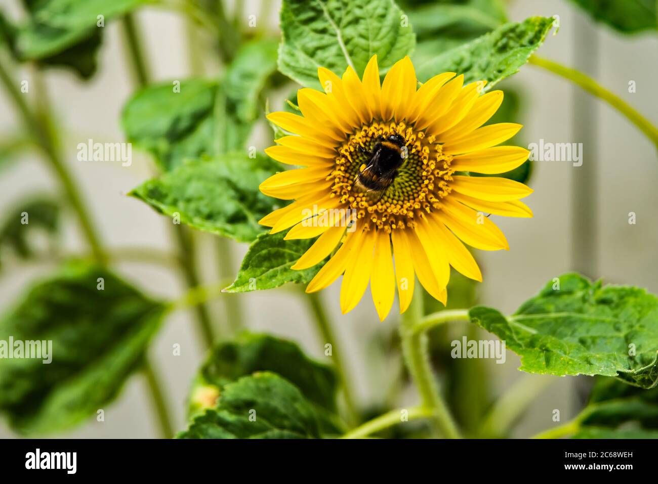 Sonne natur biene hi-res stock photography and images - Alamy