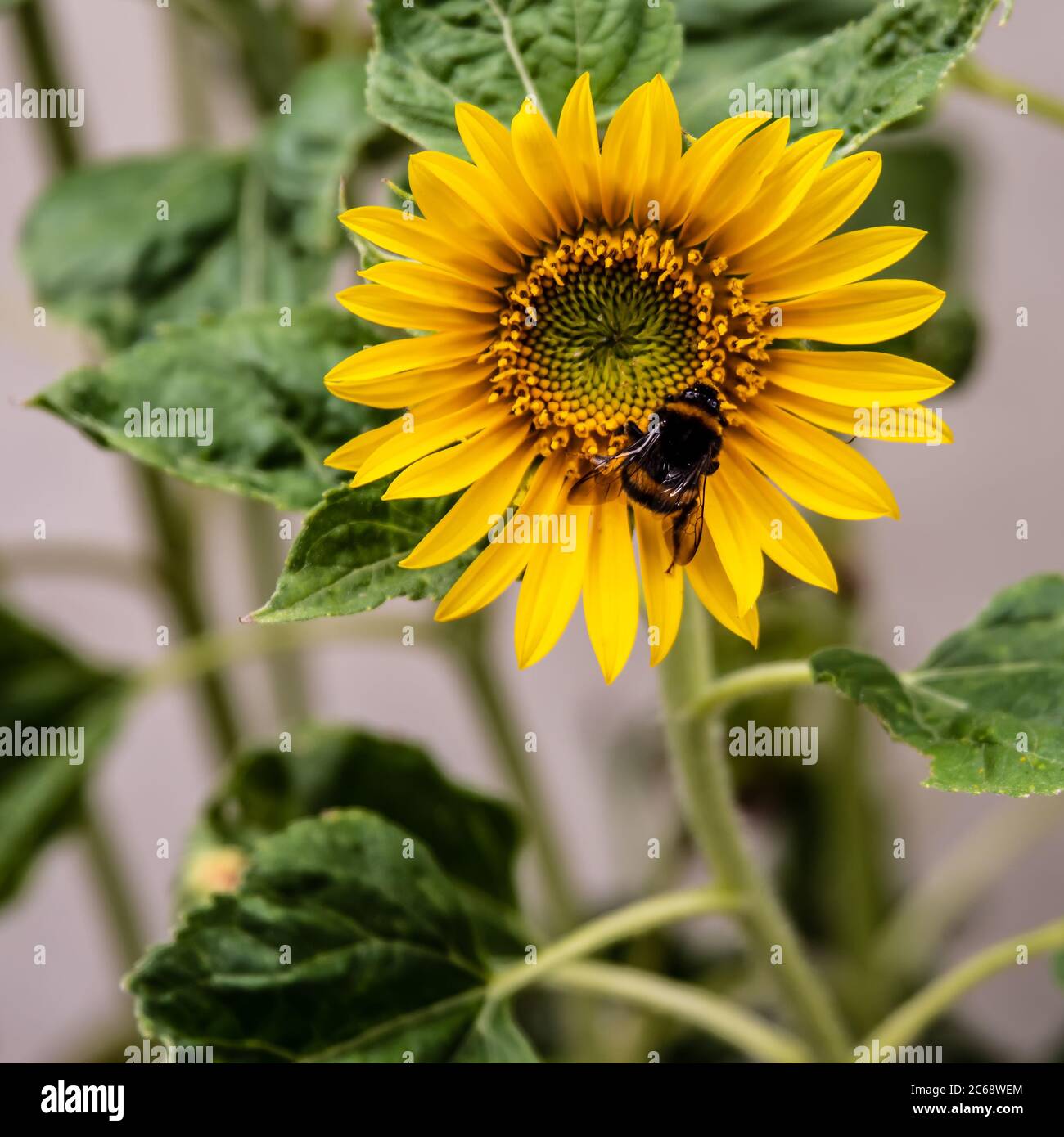 Sonne natur biene hi-res stock photography and images - Alamy