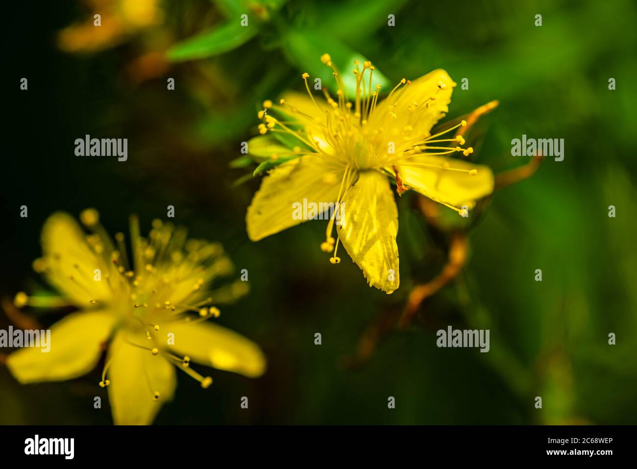 gelbe Blüte vom Johanniskraut Stock Photo