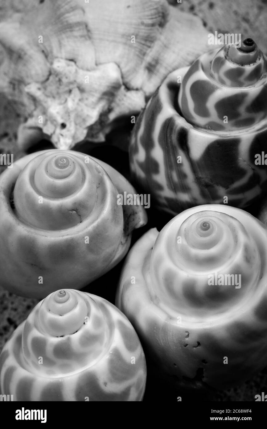 An amazing black and white photography of unique conch seashells near each other. Stock Photo