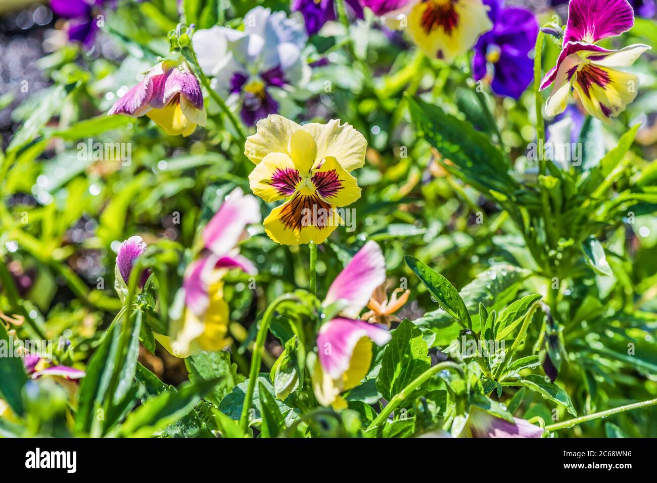 Pansies in the garden. Flower bed. Stock Photo
