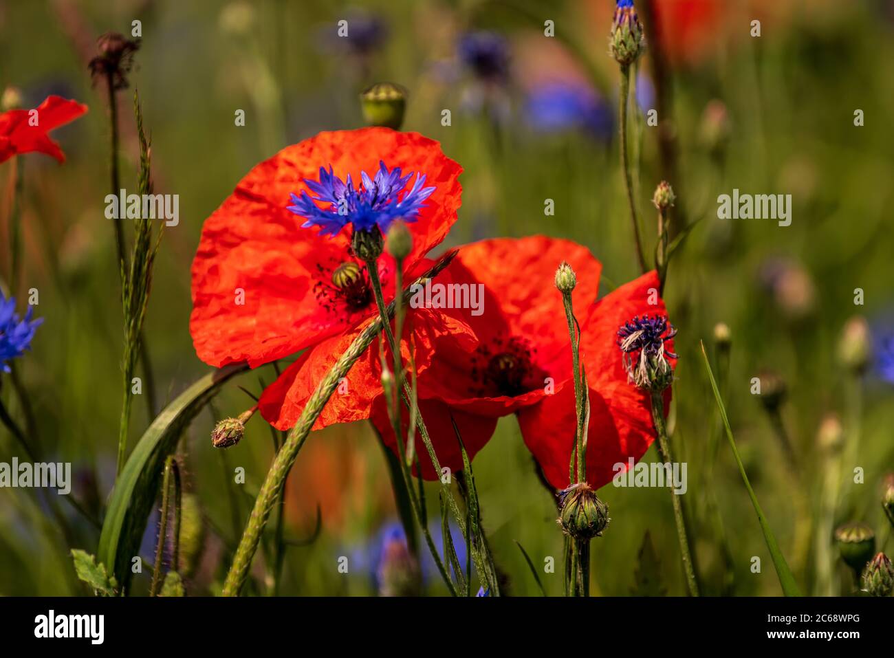 Kornblumen blau Stock Photo