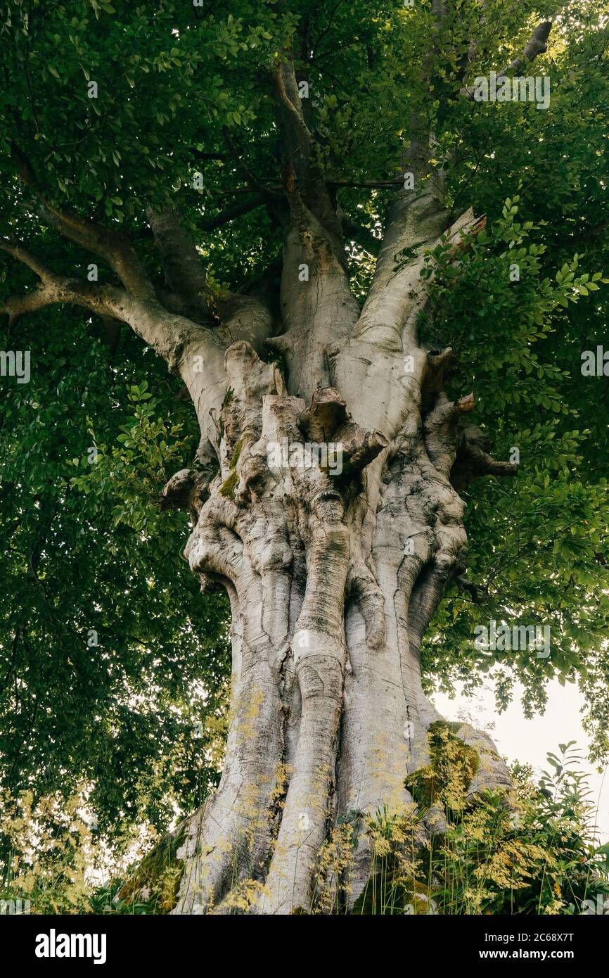 Wide tree trunk hires stock photography and images Alamy