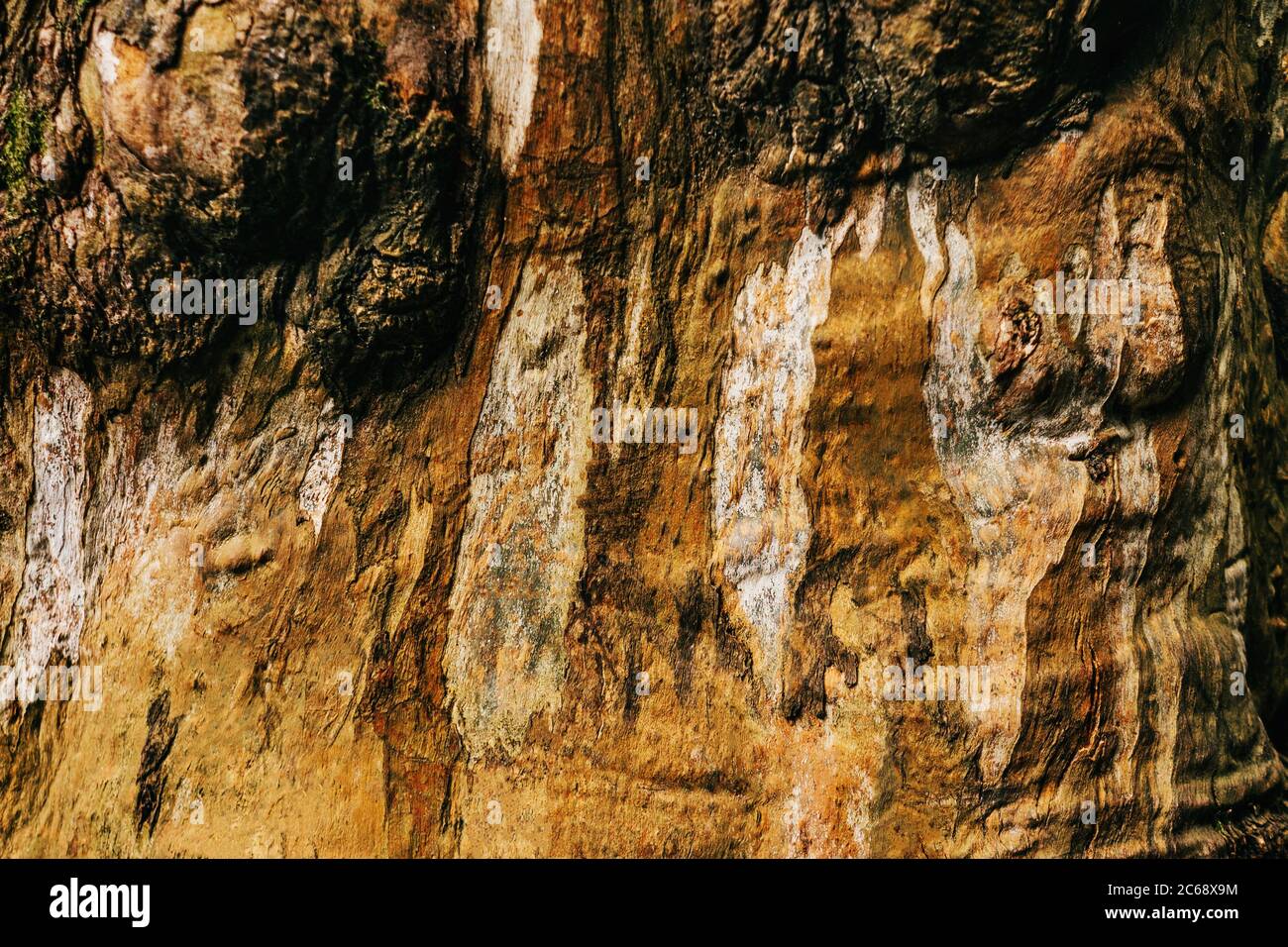Unusual tree bark close up. Eucalyptus viminalis in botanical garden