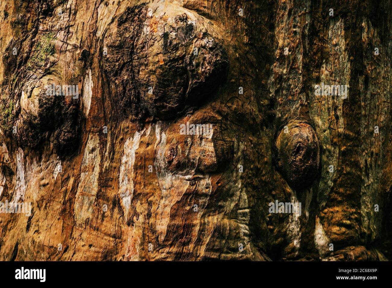 Unusual tree bark close up. Eucalyptus viminalis in botanical garden