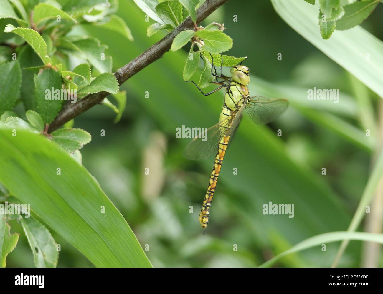 A rare Southern Migrant Hawker Dragonfly, Aeshna affinis, perching on a branch in the reeds in the UK. Stock Photo