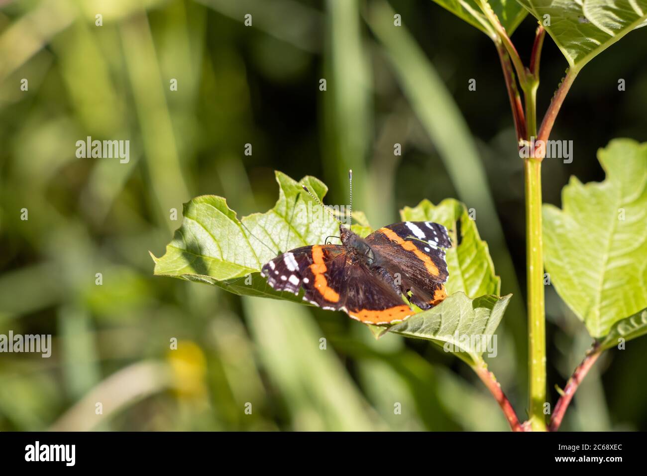 Red Admiral (Vanessa atalanta) resting on a leaf Stock Photo