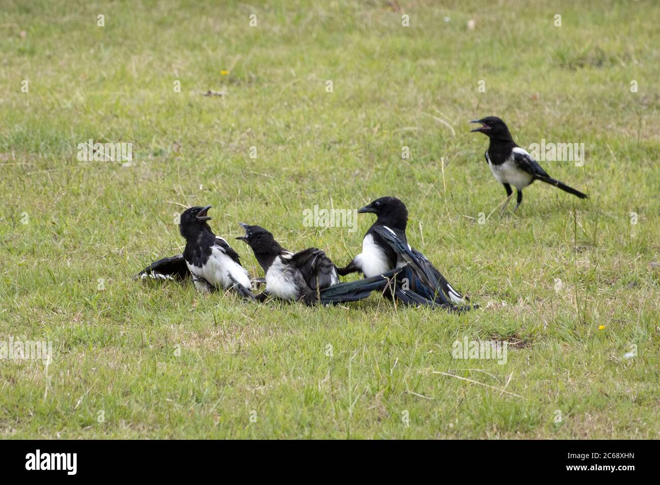 Common Magpies fighting in a field near East Grinstead Stock Photo