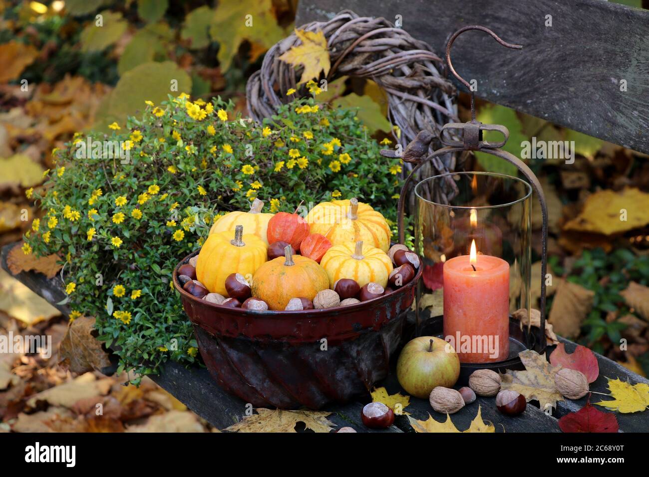 autumn garden decoration with pumpkins in old guglhupf mold, lantern and sanvitalia Stock Photo