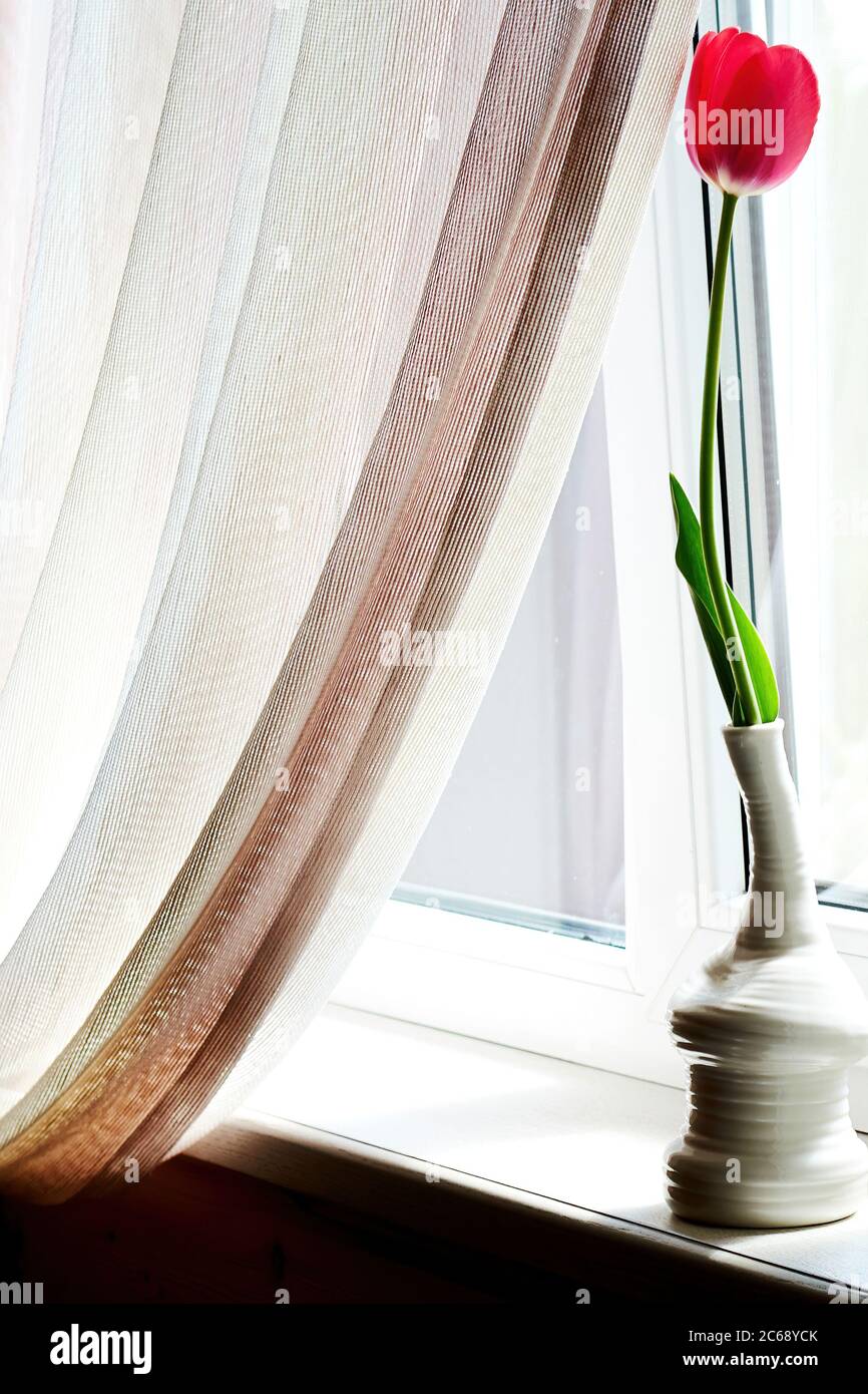 Beauty pink tulip in the unusual vase on the windowsill. Concept of love and elegance in the home interiors Stock Photo