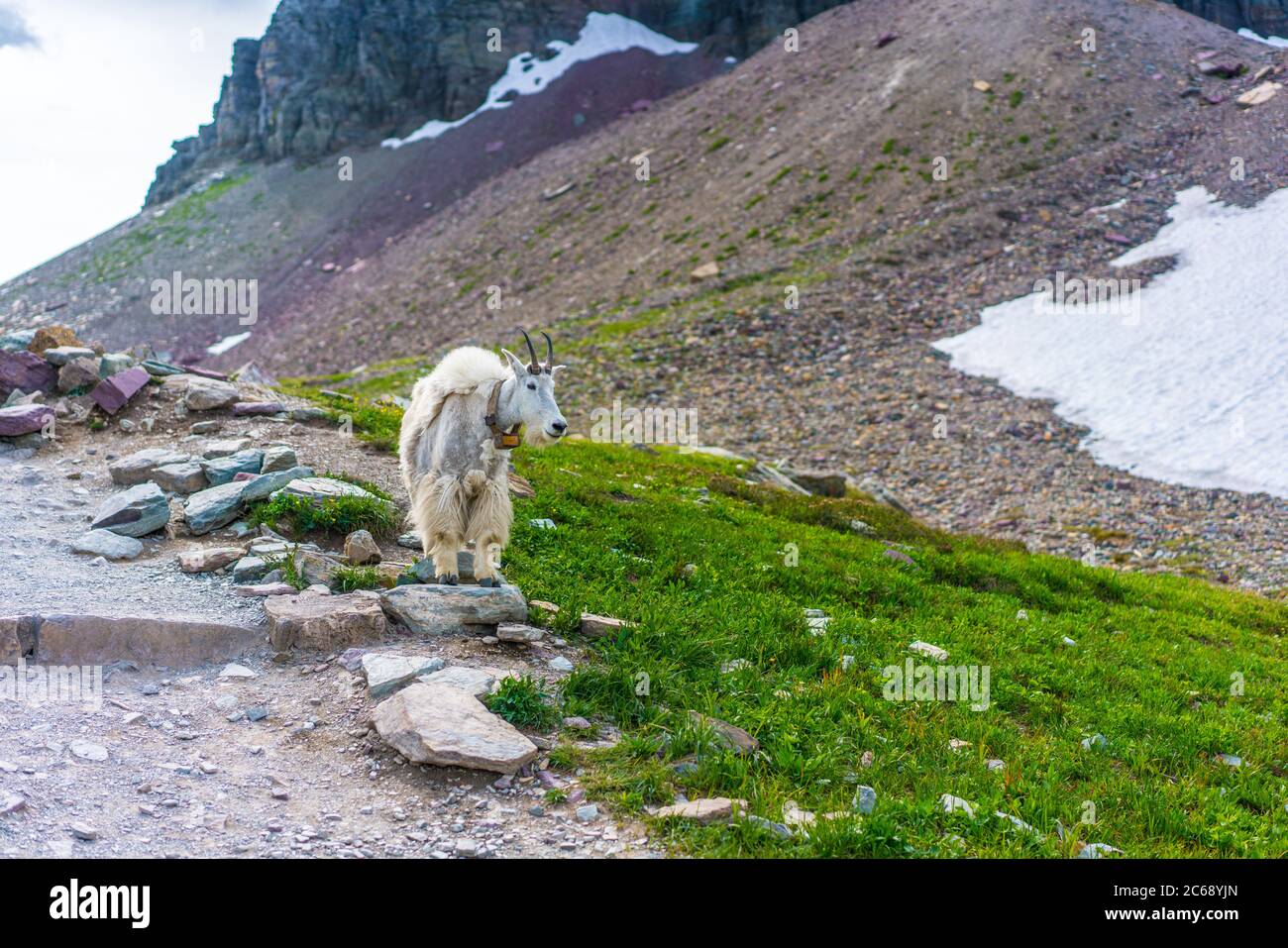 A wild mountain goat in Glacier National Park, Montana. Stock Photo