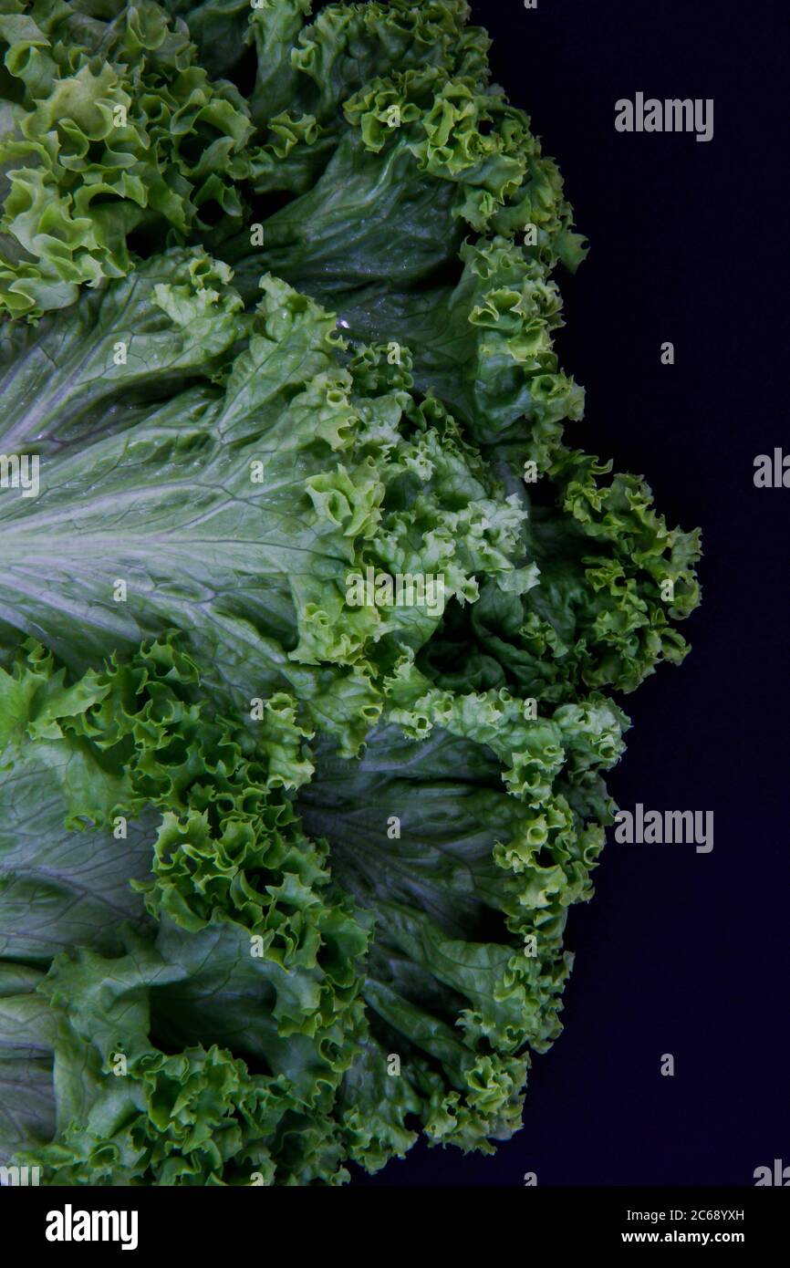 Lettuce leaves hires stock photography and images Alamy