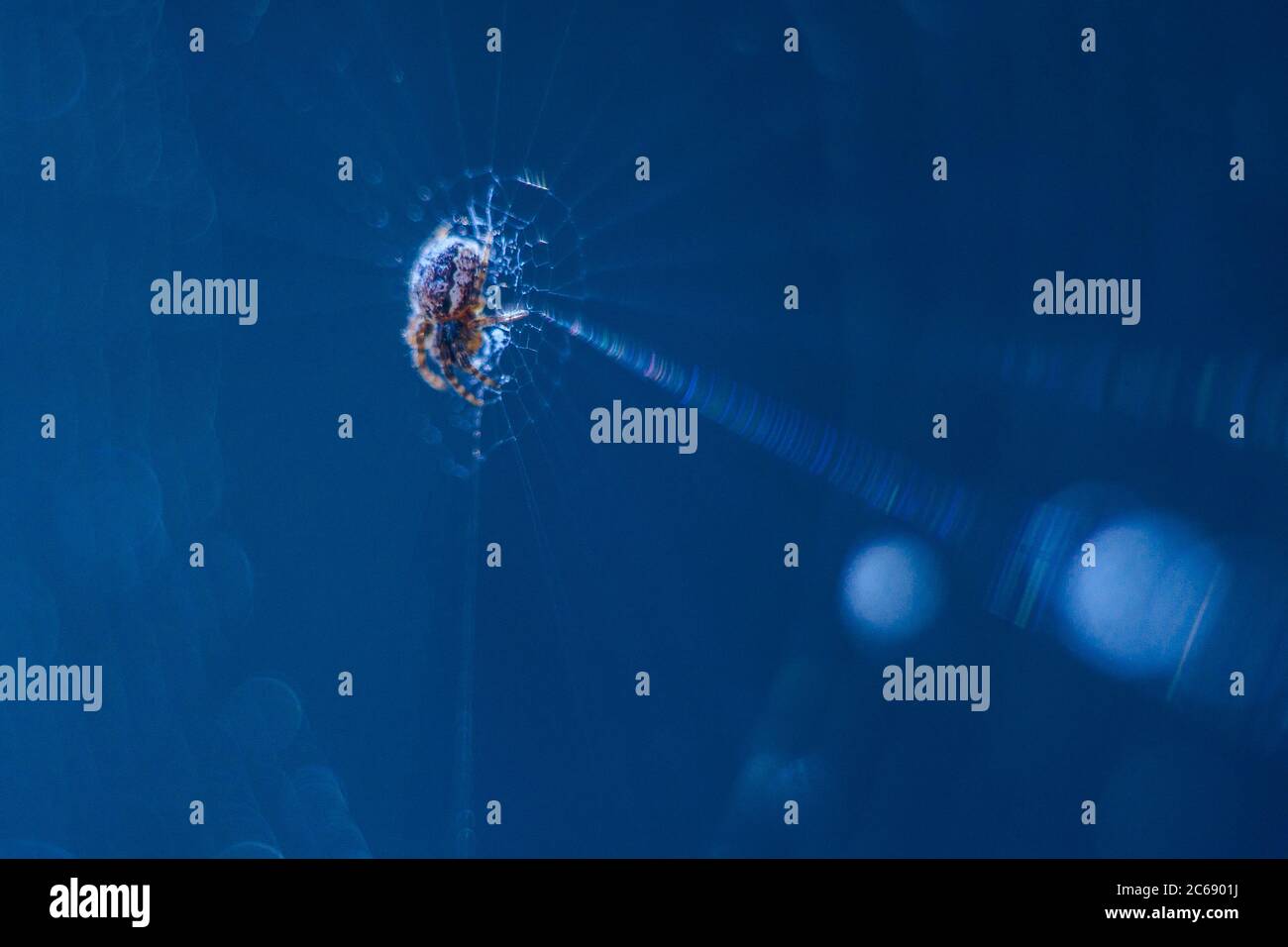 Macro shot of an spider sitting on its web. Blue background Stock Photo ...
