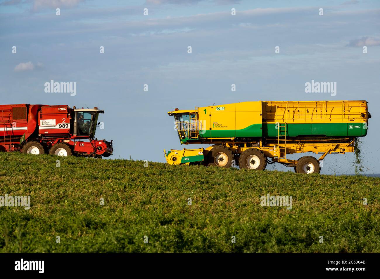 Pea harvest Bawdsey Suffolk England Stock Photo