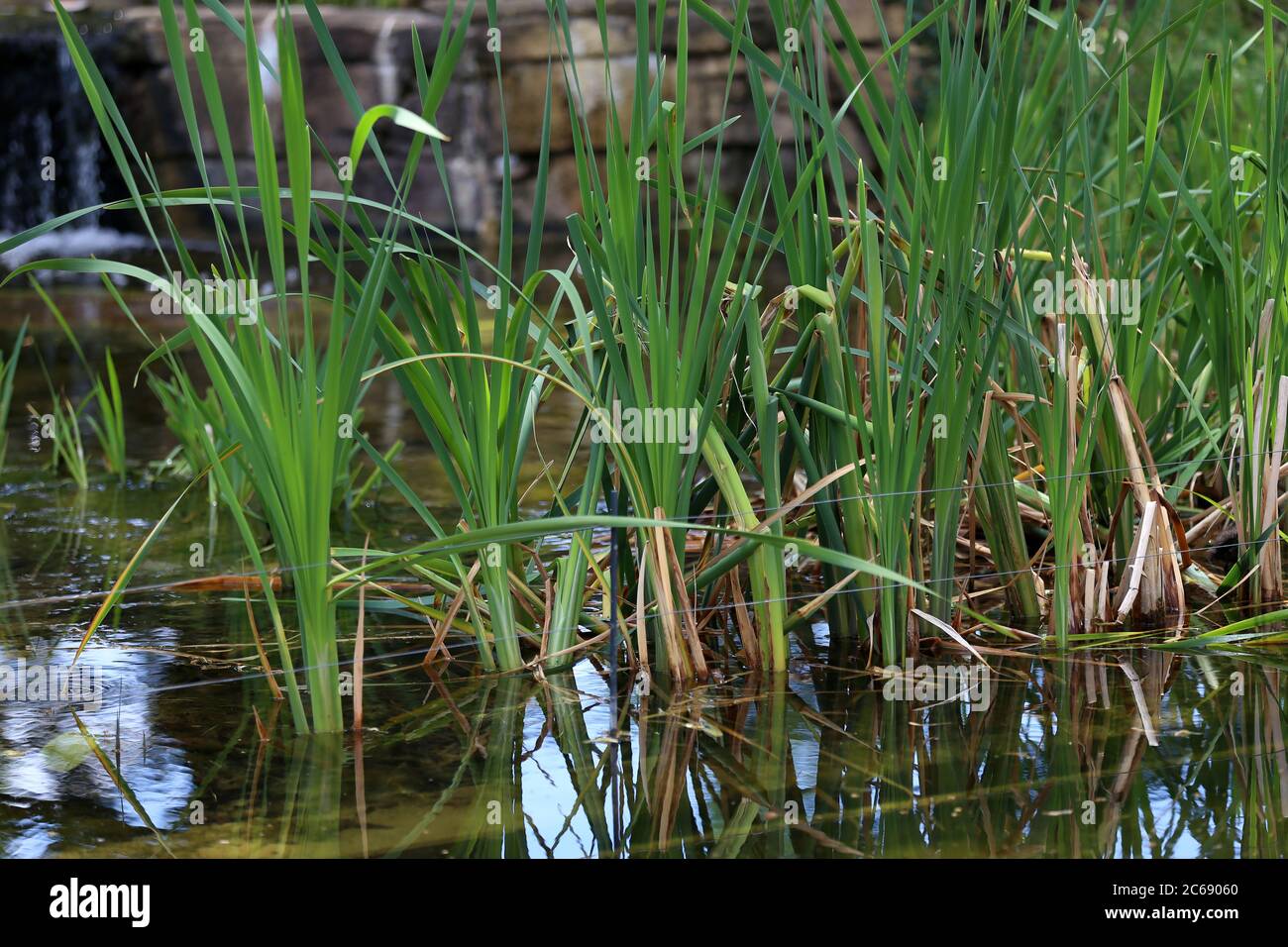 Beautiful green young reeds grow hi-res stock photography and images ...