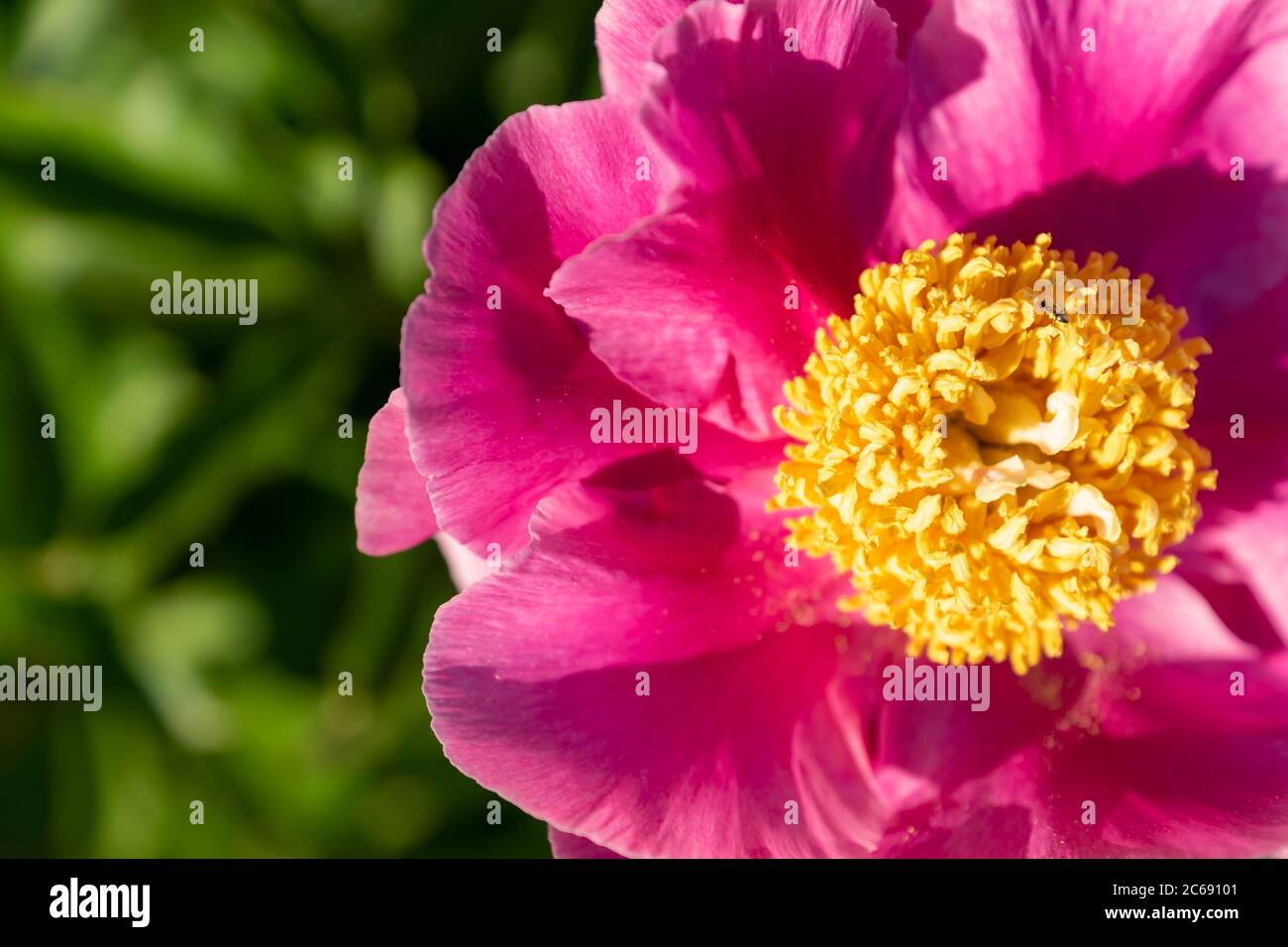 Pink blooming Peony flowers in the garden Stock Photo - Alamy