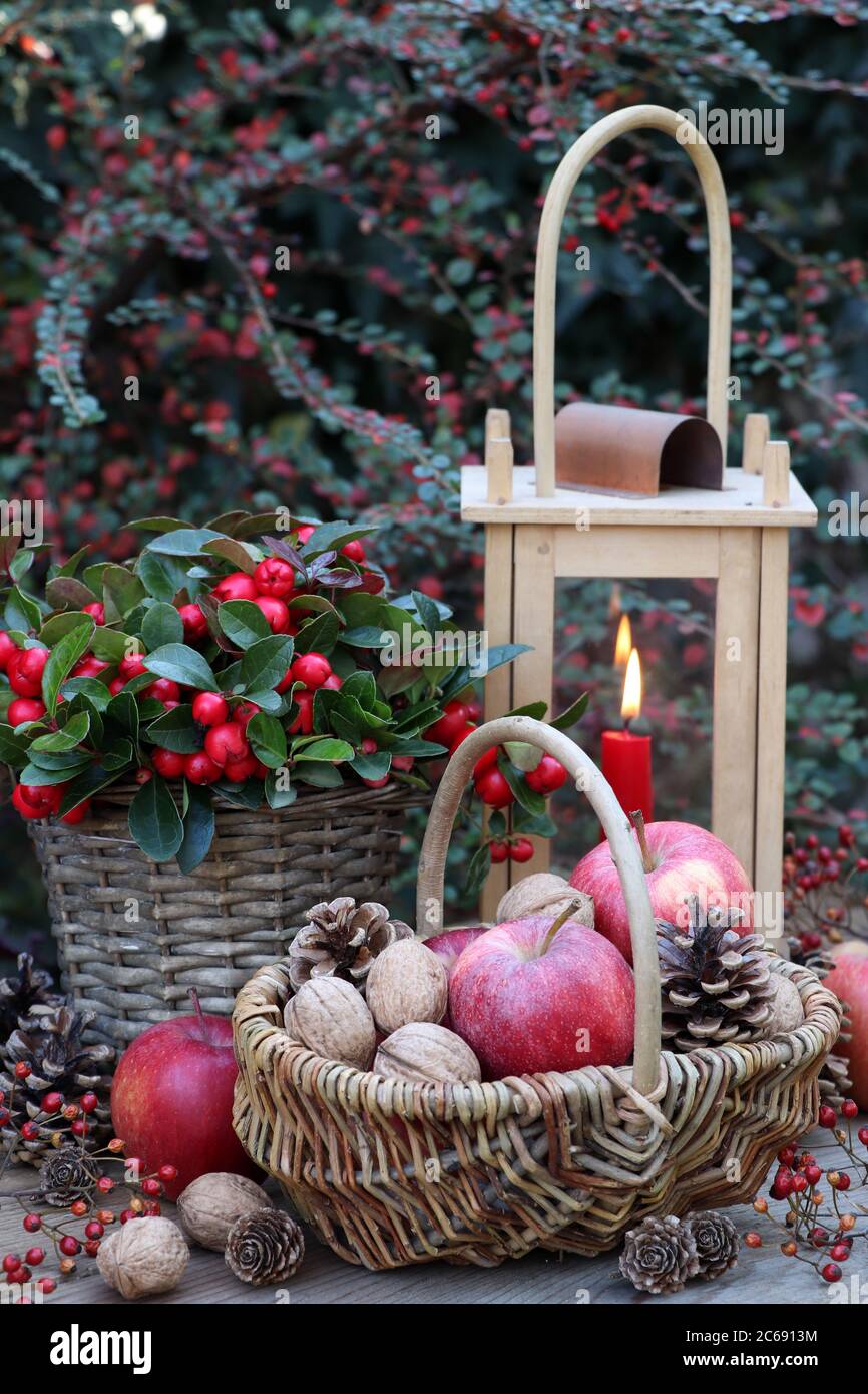 rustic winter garden decoration with nuts and apples in basket, gaultheria procumbens and lantern Stock Photo