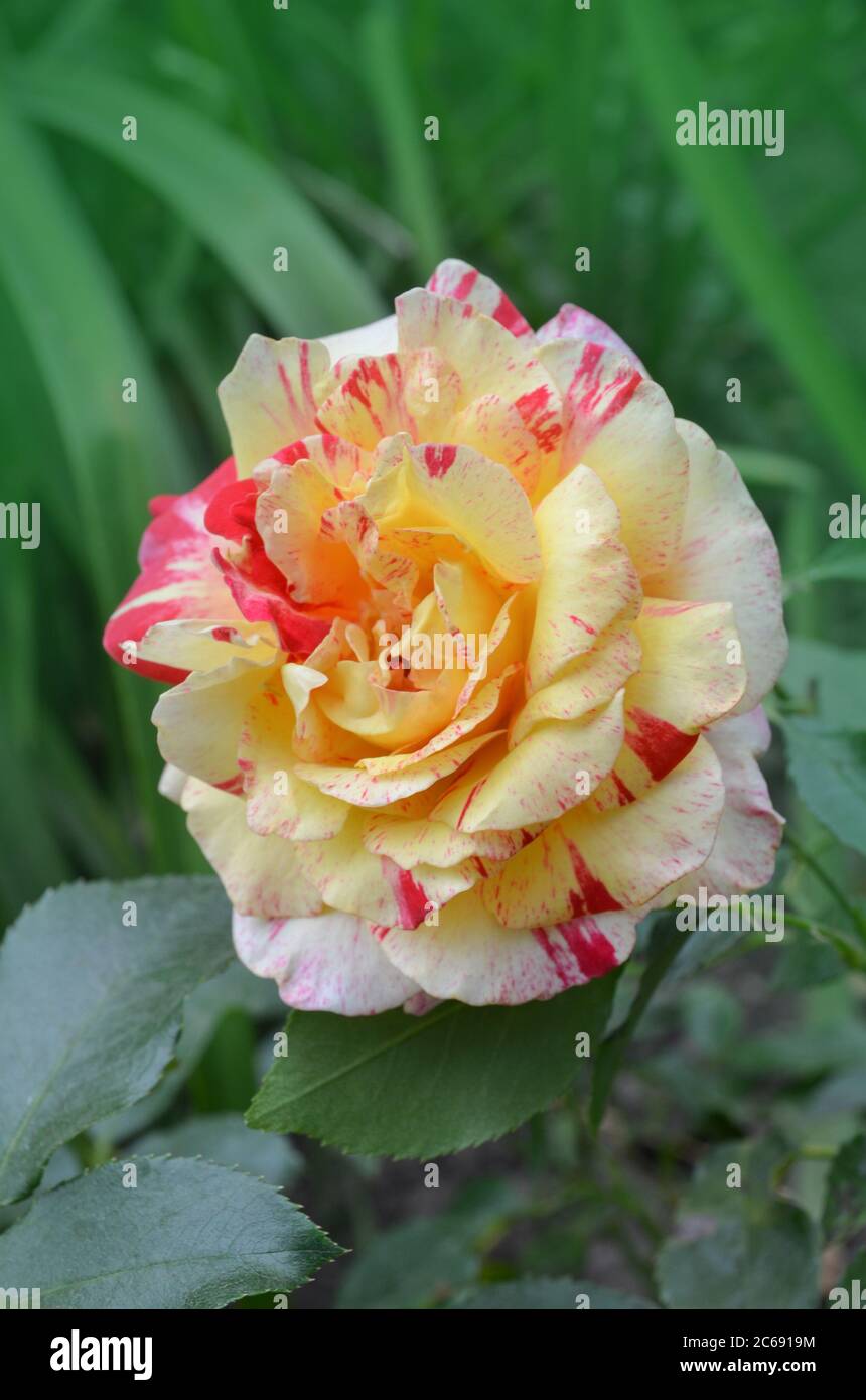 Colorful bush of  Camille Pissarro roses in the garden. Beautiful pink and yellow striped rose Stock Photo