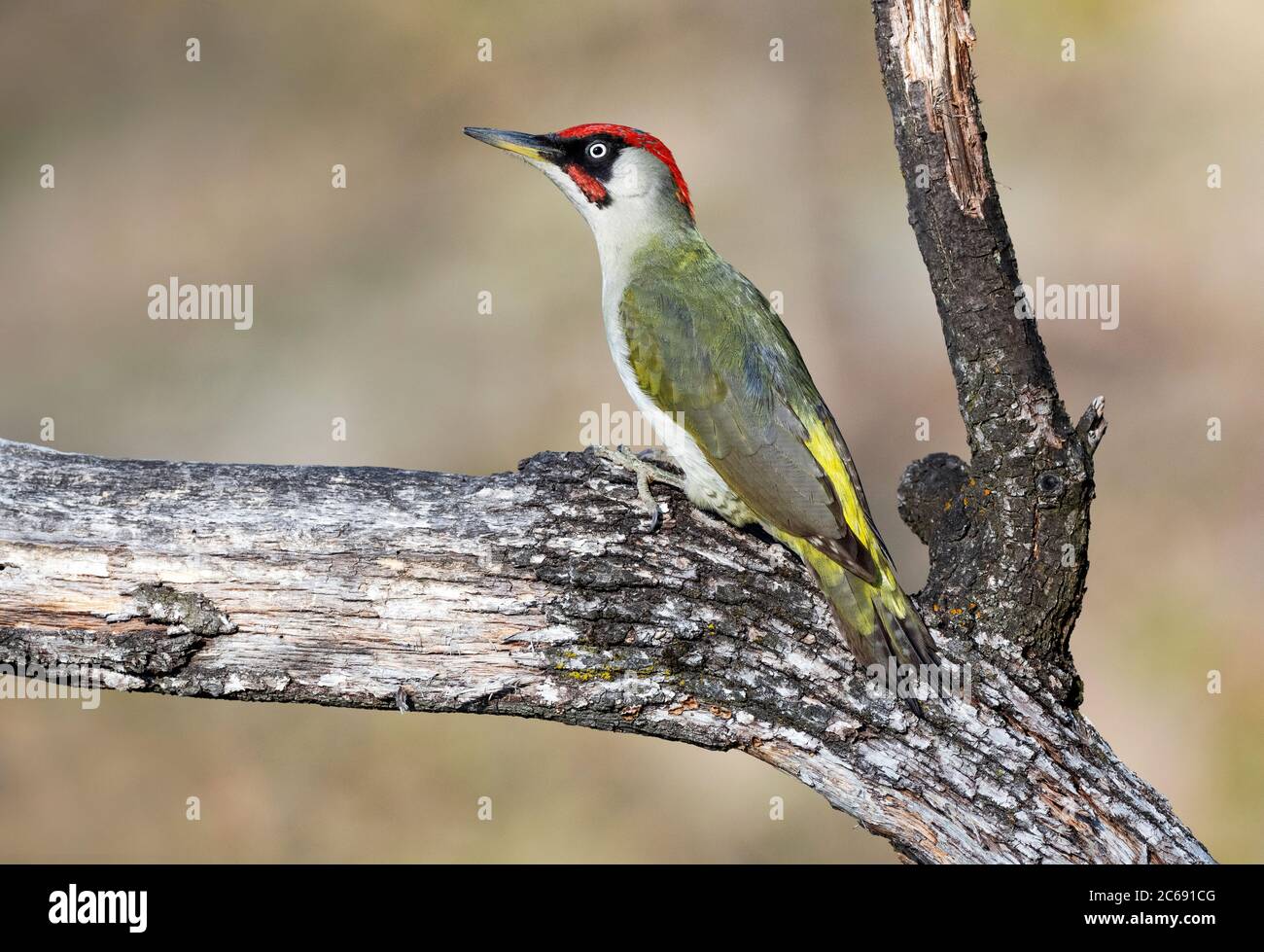 Alert male European Green Woodpecker (Picus viridis) perched on a horizontal branch in a woodland in the Aosta Valley in Italy. Stock Photo