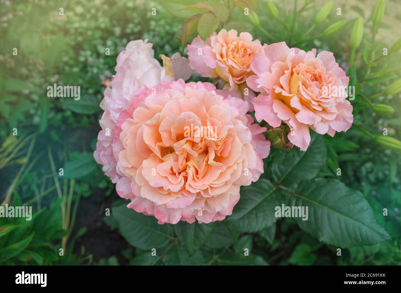 Beautiful orange rose. Flower petals with wavy edges Stock Photo Alamy