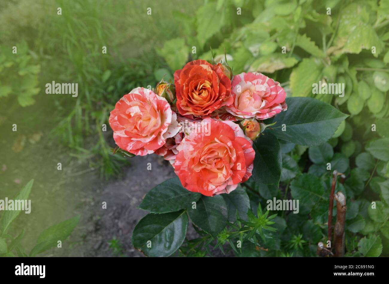 Red orange ribbed hi-res stock photography and images - Alamy