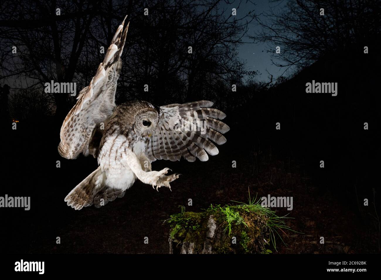 Tawny Owl (Strix aluco) in the Aosta valley in northern Italy. Landing with claws outstretched on a tree stump at dusk with star filled sky in the bac Stock Photo