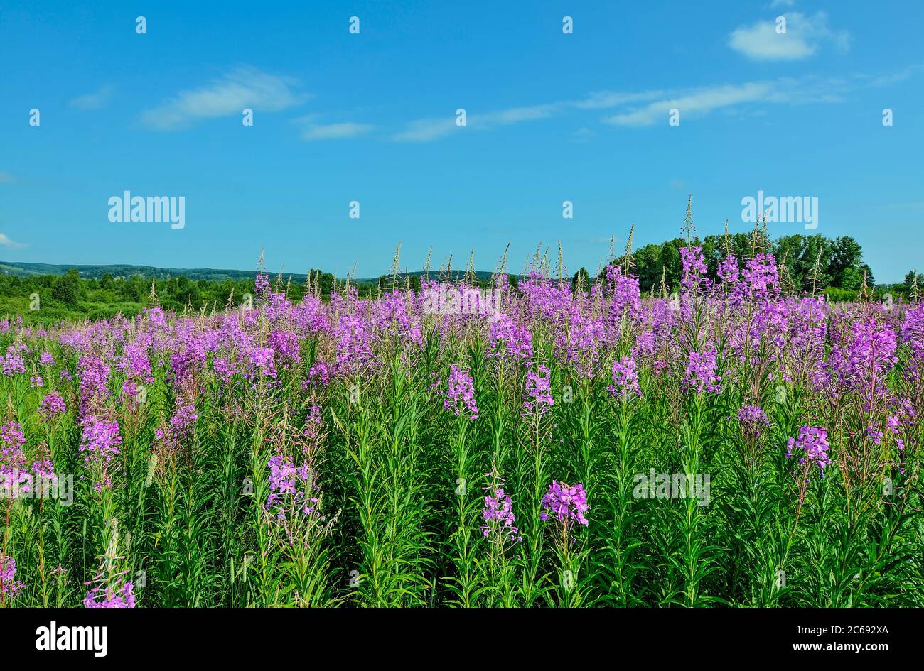Summer meadow with blossoming pink fireweed flowers covered. Picturesque summer landscape - flowering Chamaenerion angustifolium or Epilobium angustif Stock Photo
