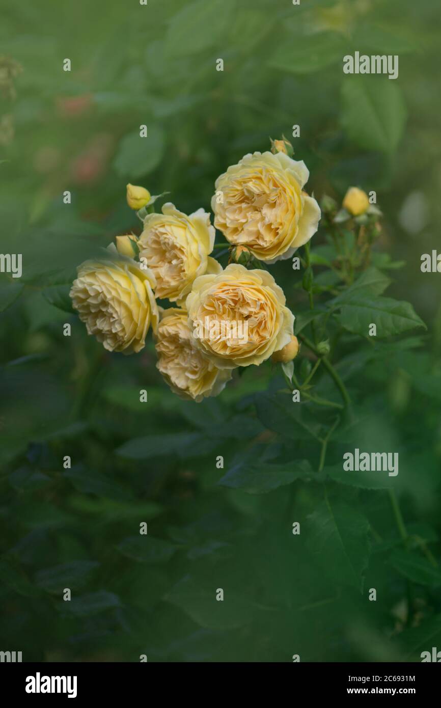 Orange flowering rosa in garden. Blooming orange English rose Stock ...