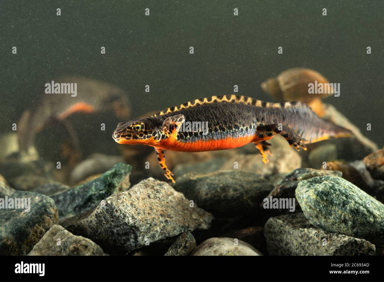 Alpine Newt (Ichthyosaura alpestris) swimming under water in river in ...