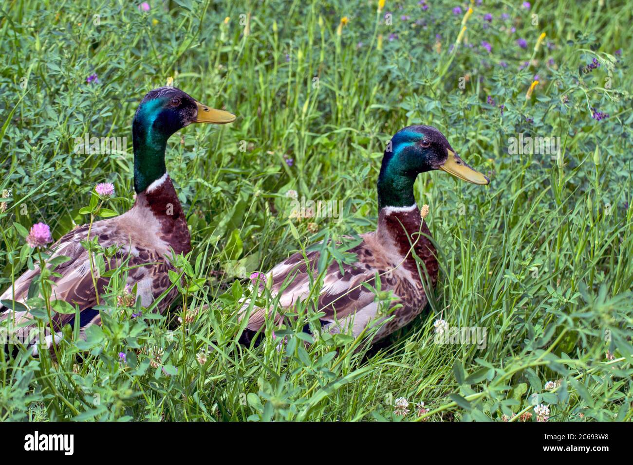 Sunbathe animals hires stock photography and images Alamy