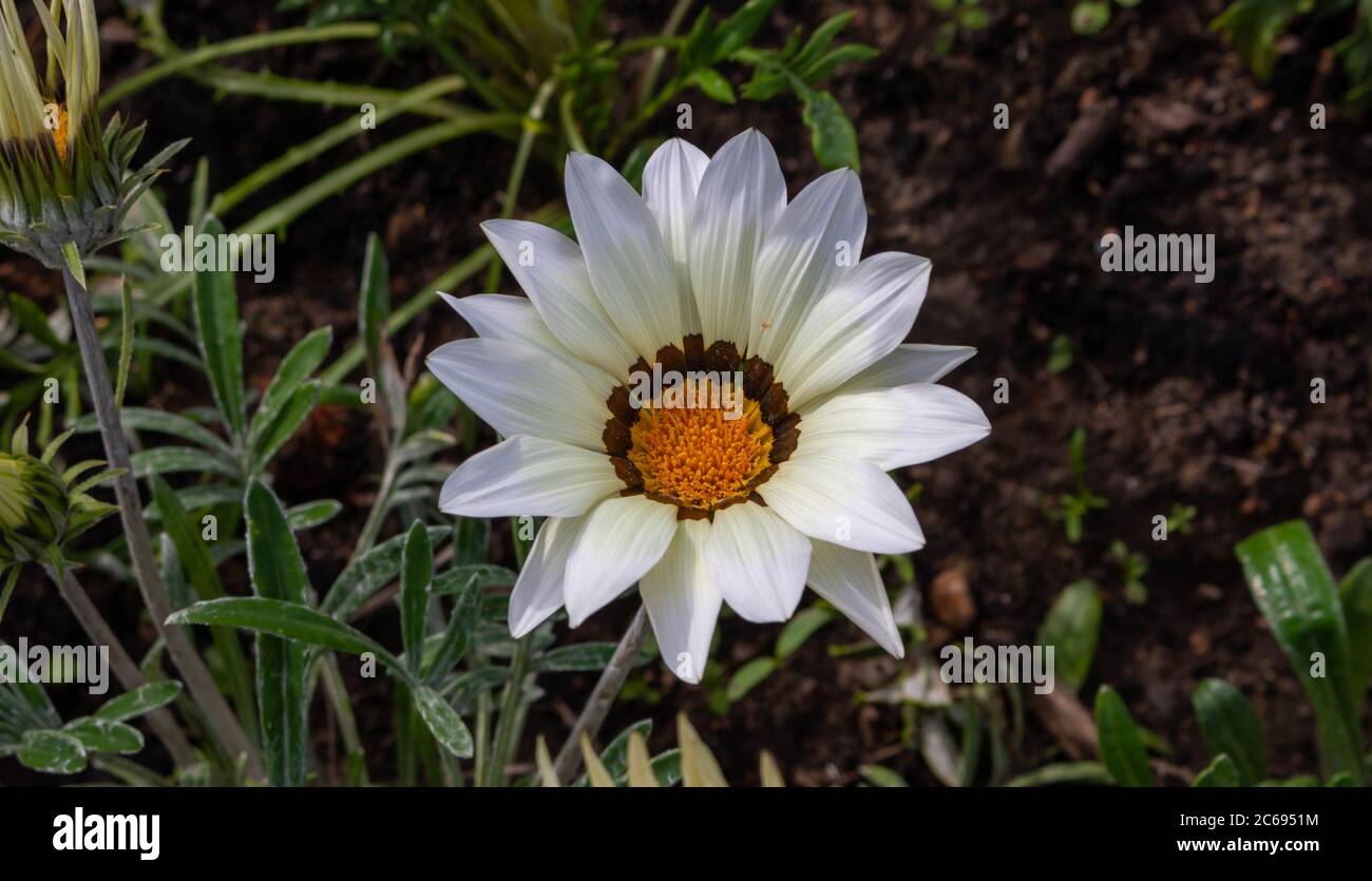 Close-up photo of a beautiful white garden flower Gazania Gazania linearis in a flower bed in the Park. Stock Photo