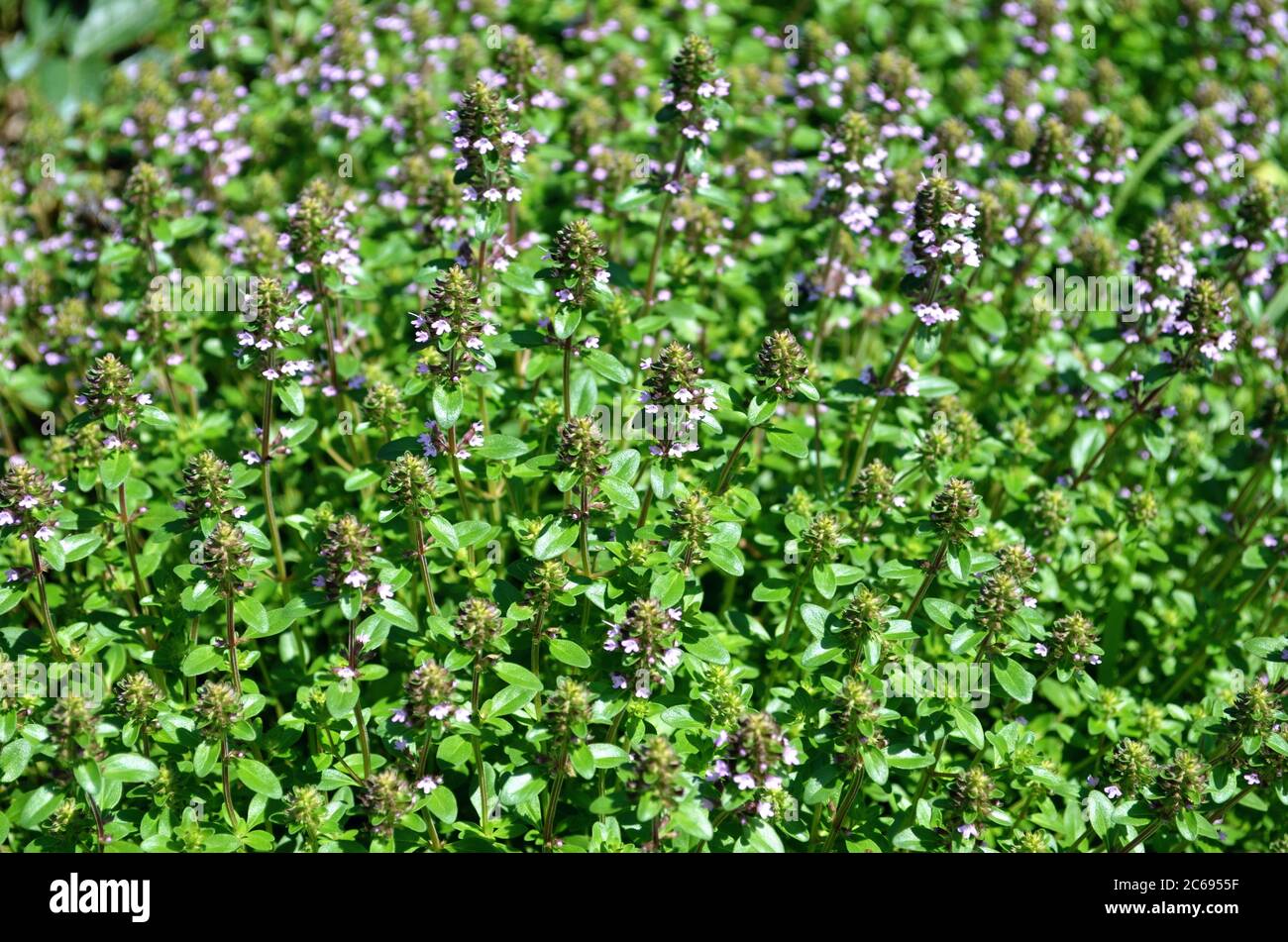 Thyme herb growing in garden. Thymus vulgaris Stock Photo