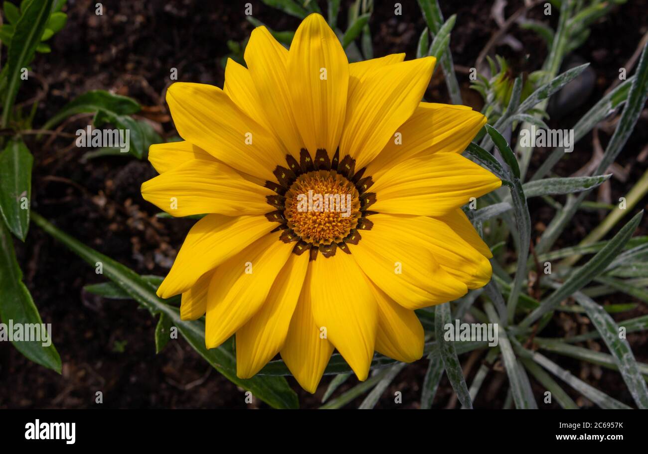 Close-up photo of a beautiful yellow garden flower Gazania Gazania linearis in a flower bed in the Park. Stock Photo