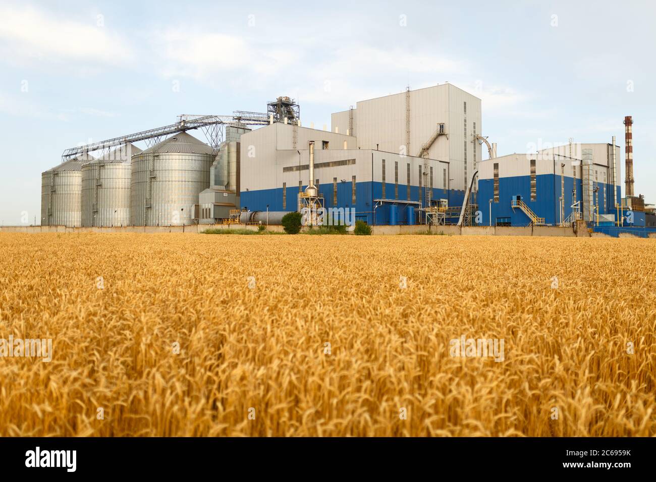 Grain elevator in front of wheat field. Flour or oil mill plant. Silos