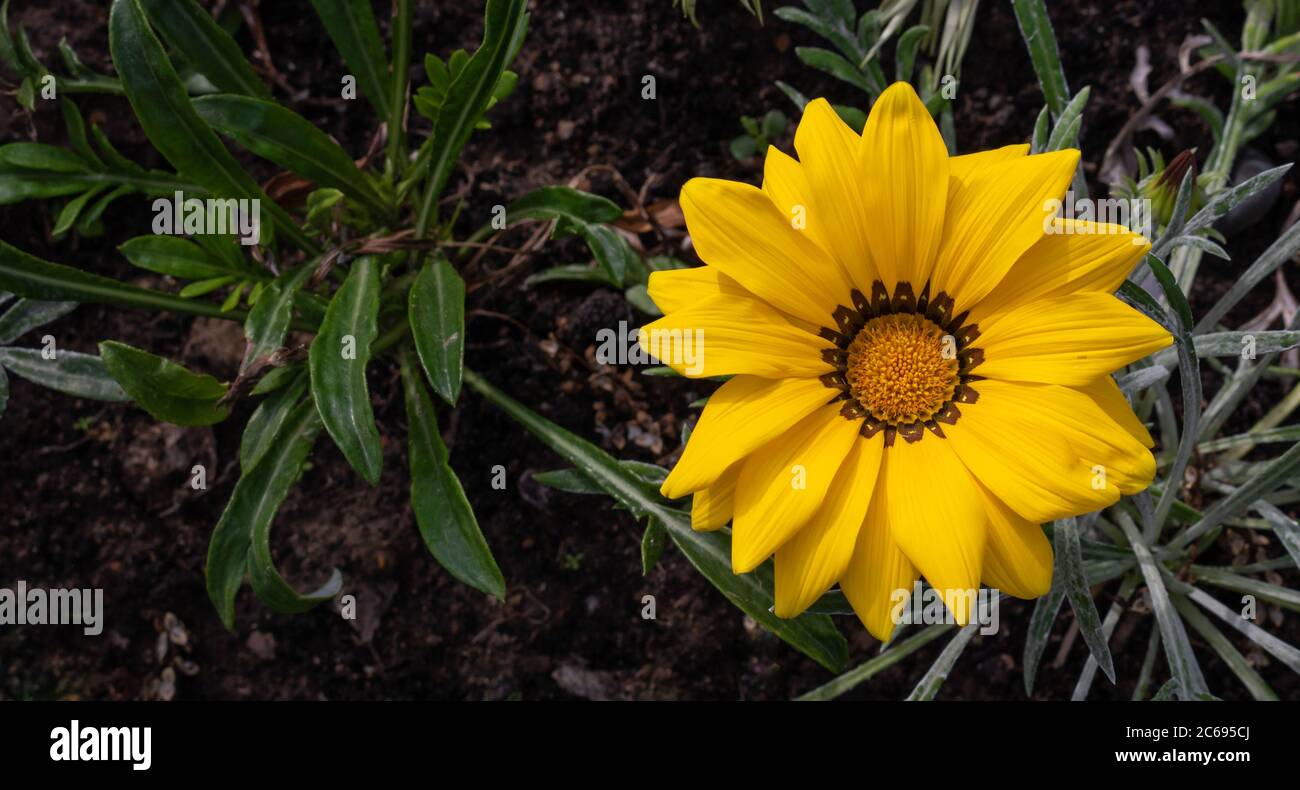 Close-up photo of a beautiful yellow garden flower Gazania Gazania linearis in a flower bed in the Park.Space for your text Stock Photo