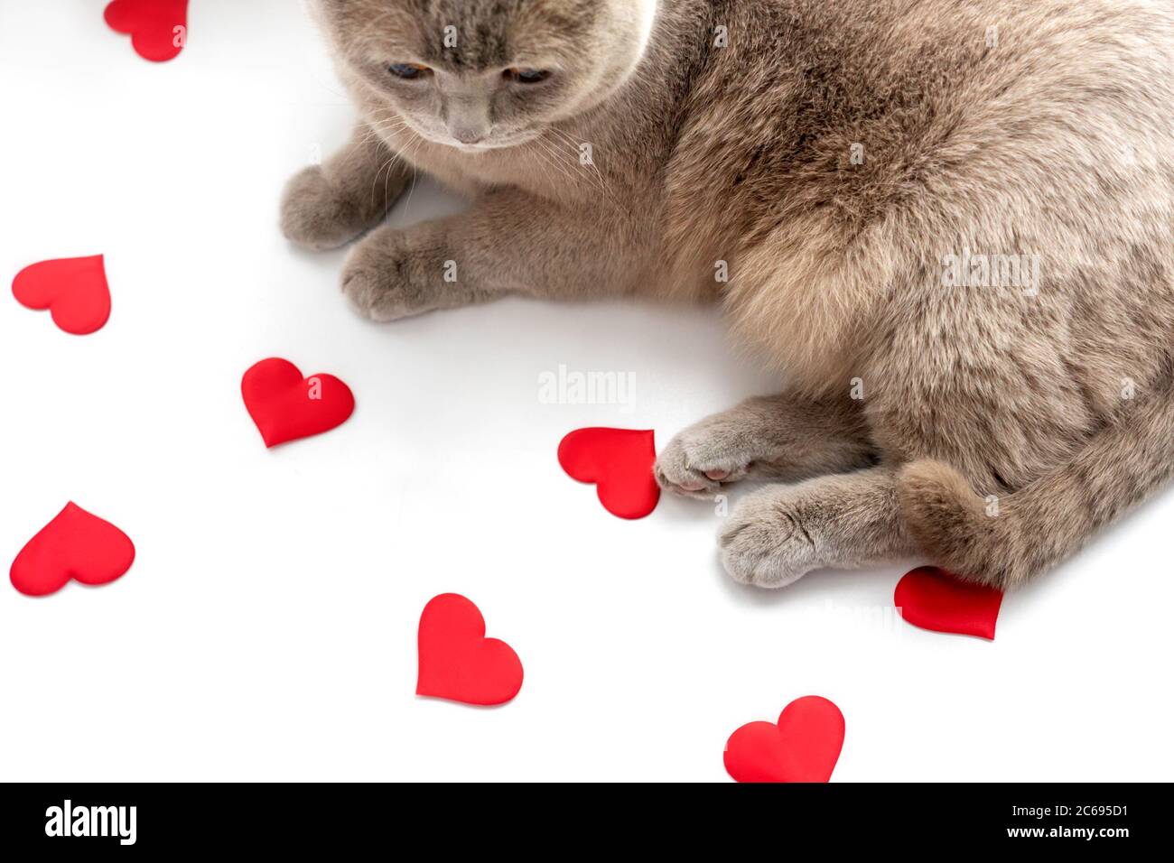 The British lilac cat look at red hearts on light background. Valentines day concept. Stock Photo