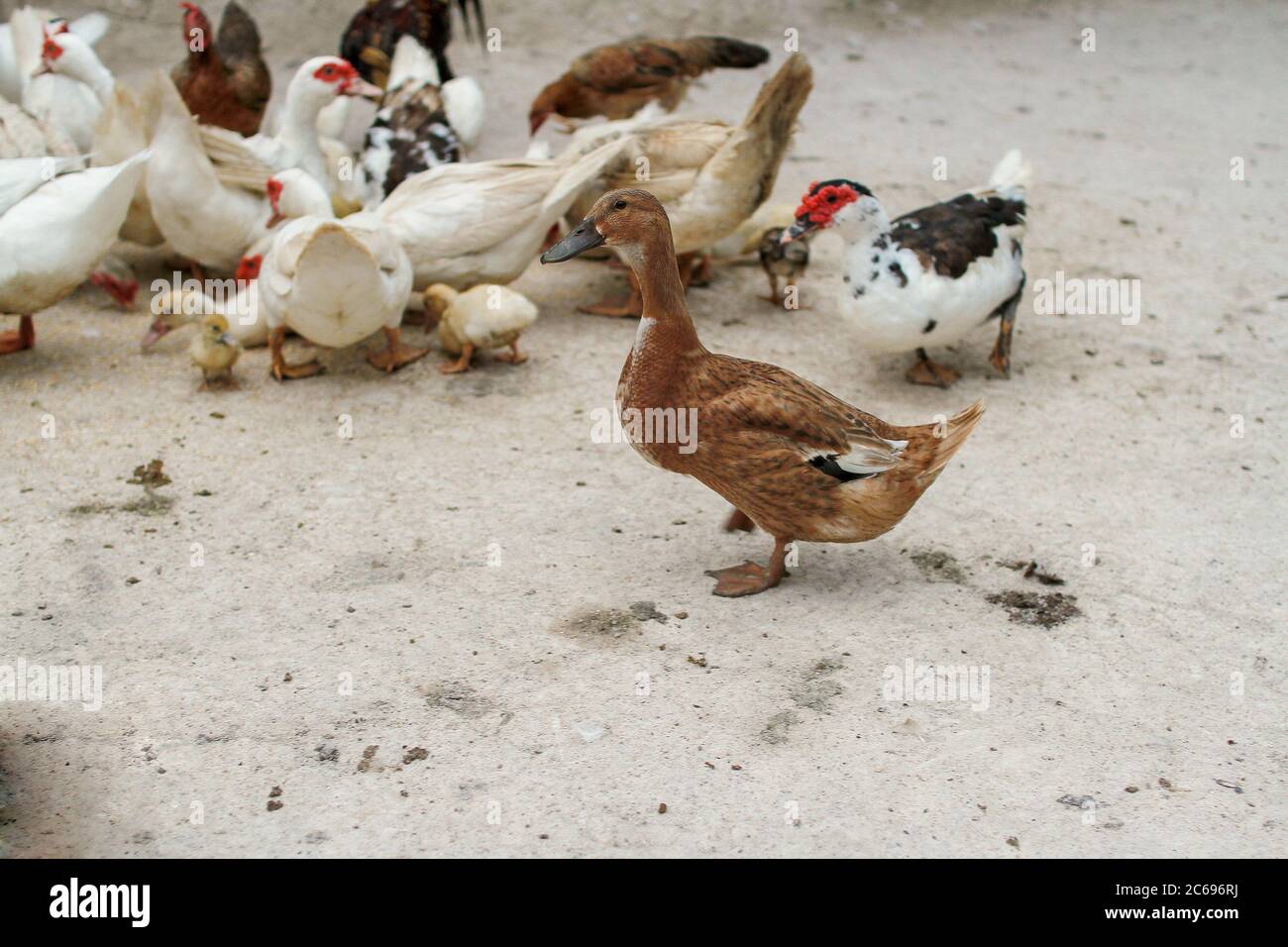 Group of ducks on a farm, Malaysia Stock Photo Alamy