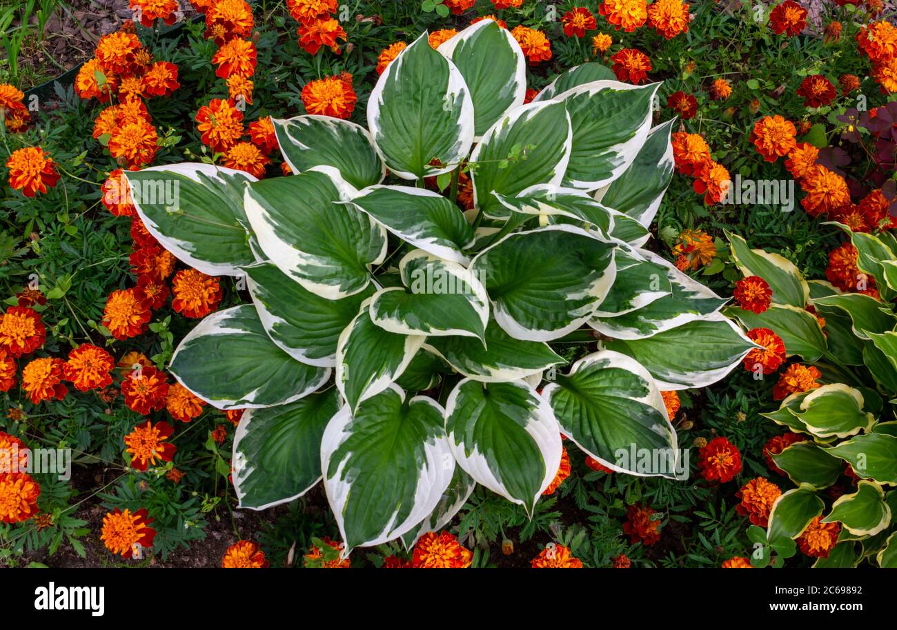Host flower with white-green leaves grows in a flower bed in a country garden framed by red-orange marigold flowers. Sunlight. Stock Photo