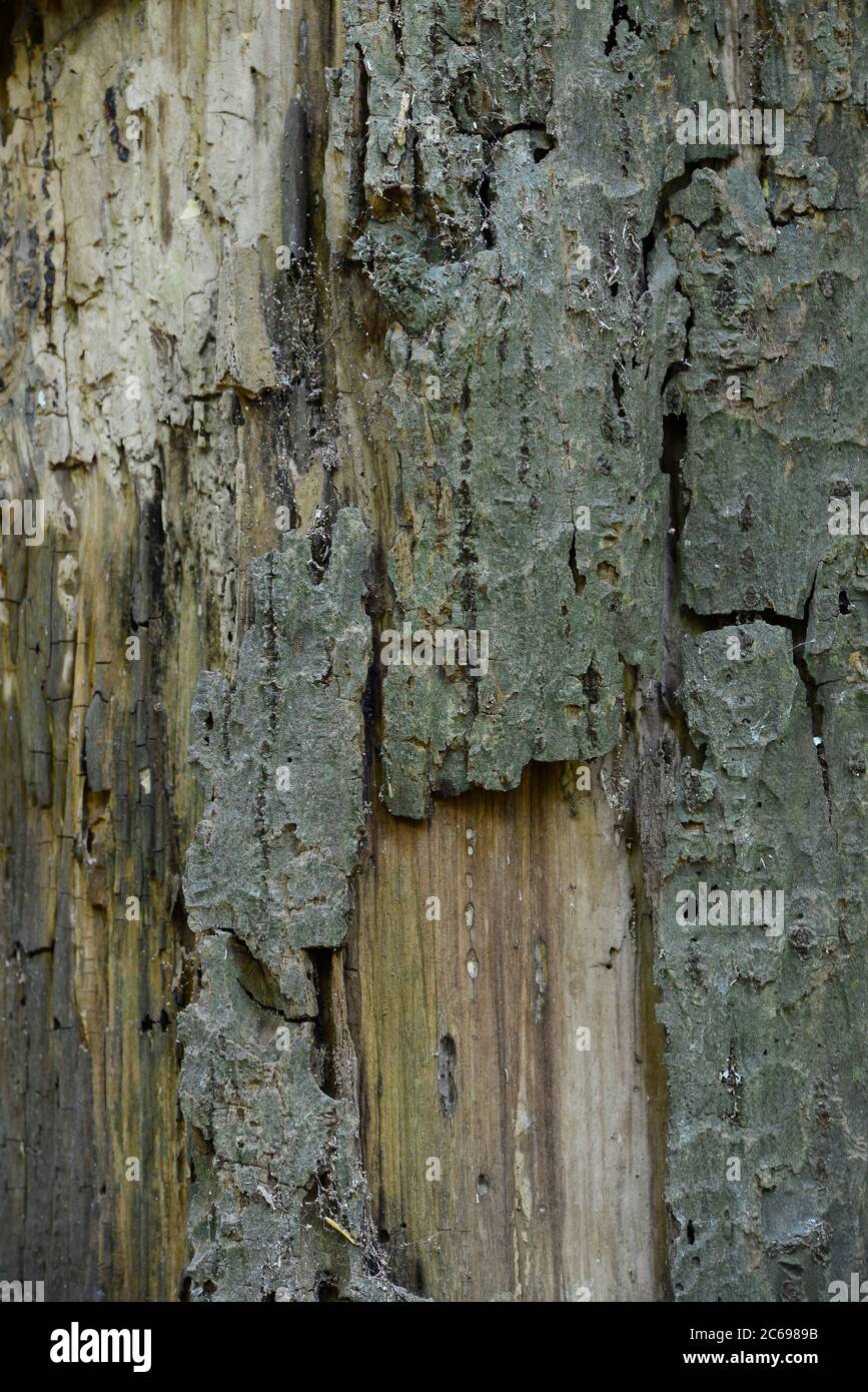 Decaying bark on standing dead tree Stock Photo Alamy