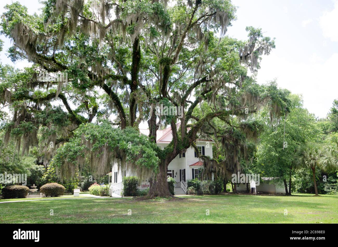 Southern live oak tree hi-res stock photography and images - Alamy