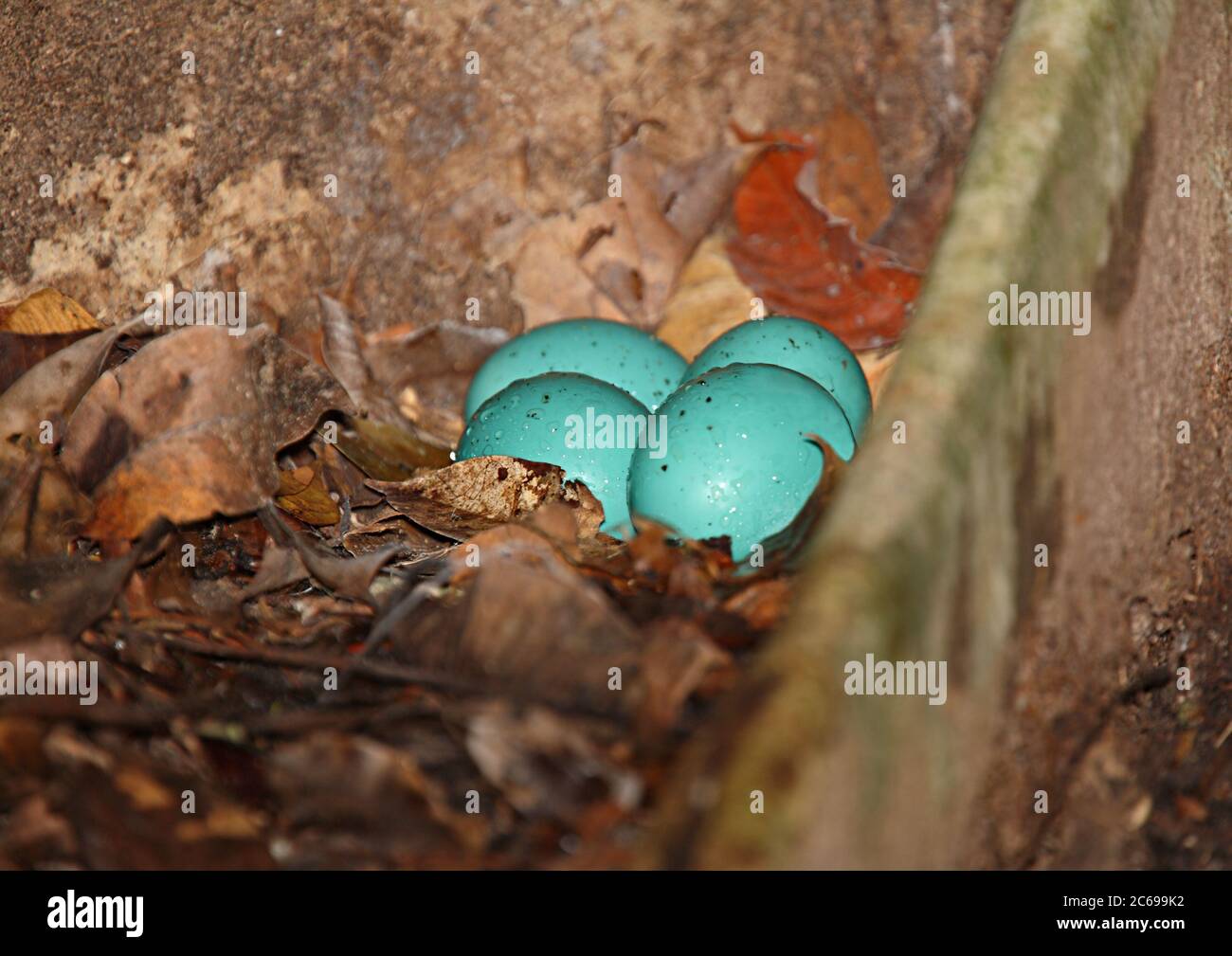 Grey Tinamou (Tinamus tao) nest with beautiful blue eggs Stock Photo