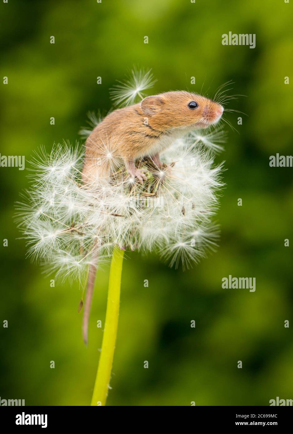 Field mouse dandelion hires stock photography and images Alamy