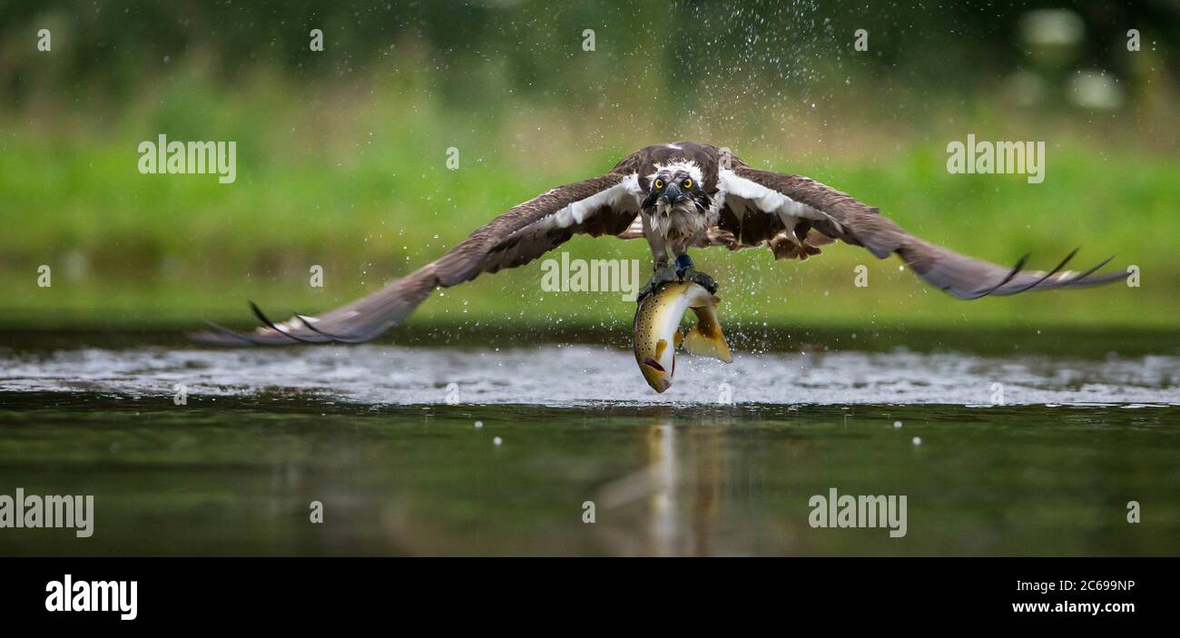Portrait of a young kestrel catching fish, Indiana, USA Stock Photo