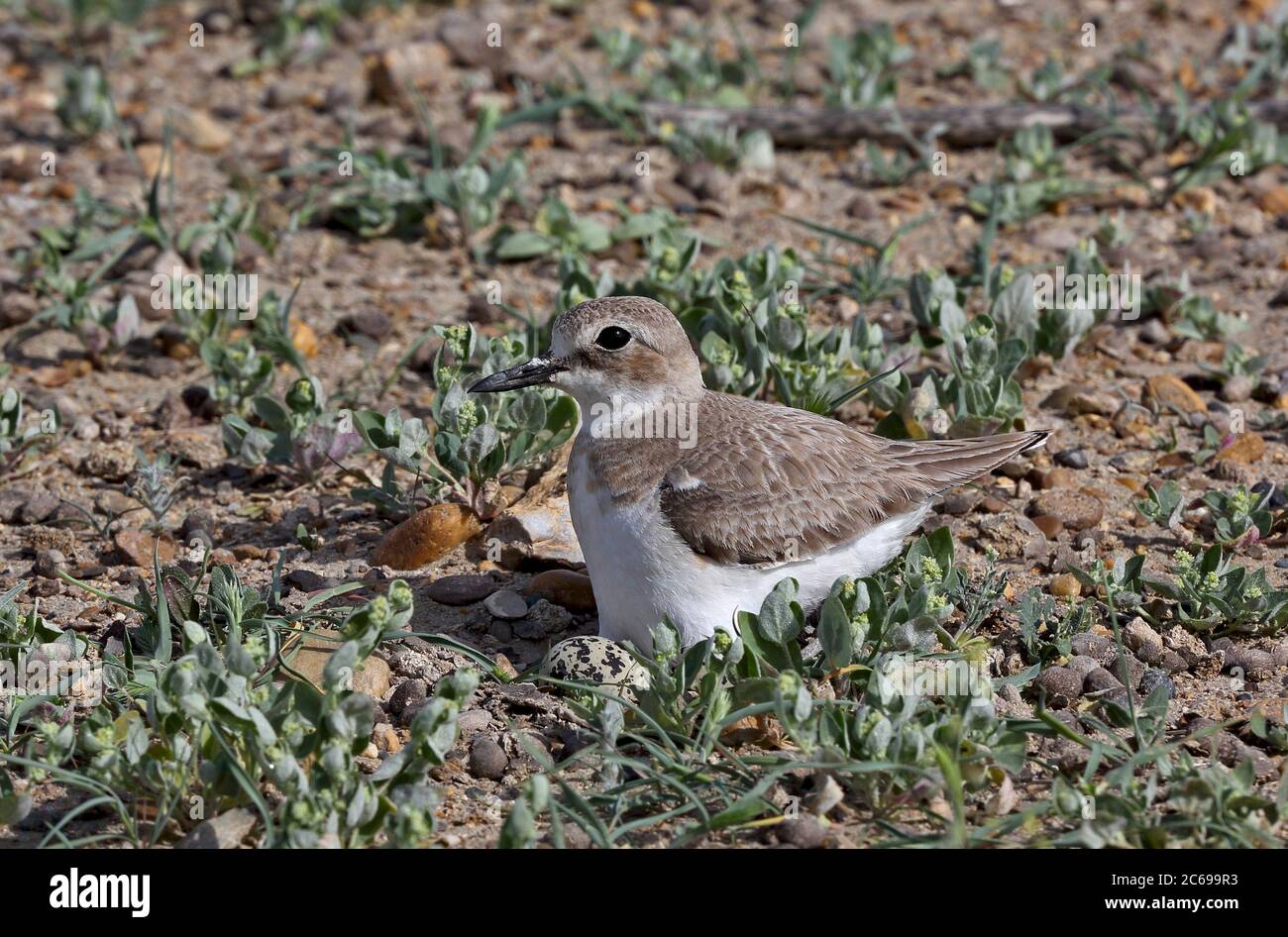 Adult female Greater Sand Plover (Charadrius leschenaultii crassirostris) sitting on her nest on the arid steppes of central Asia. One egg visible. Stock Photo