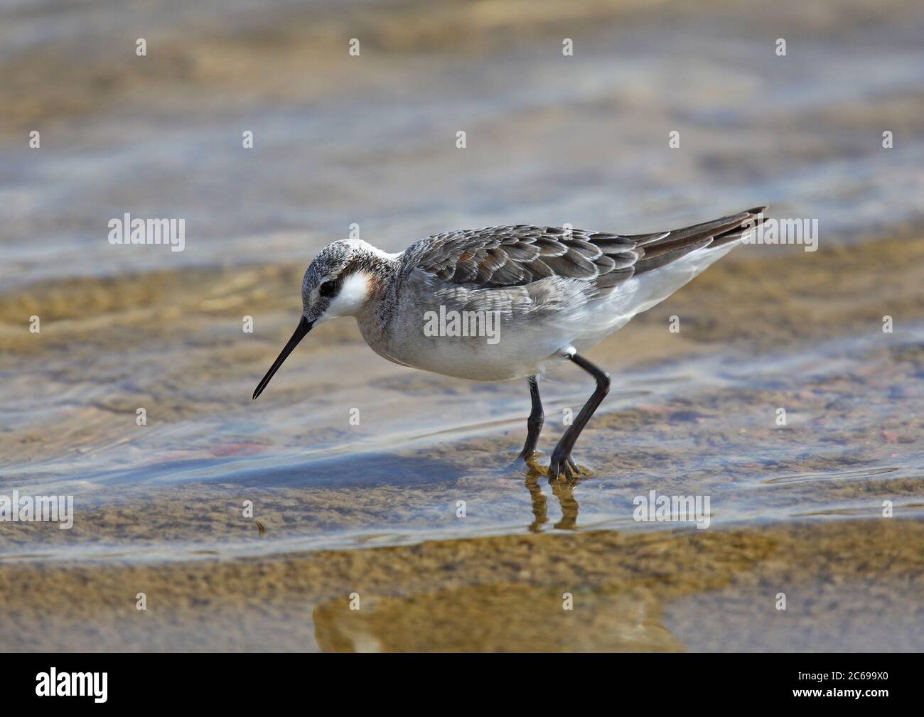 Male Wilson's Phalarope (Steganopus tricolor) in winter plumage foraging along the shore of a lake. Stock Photo