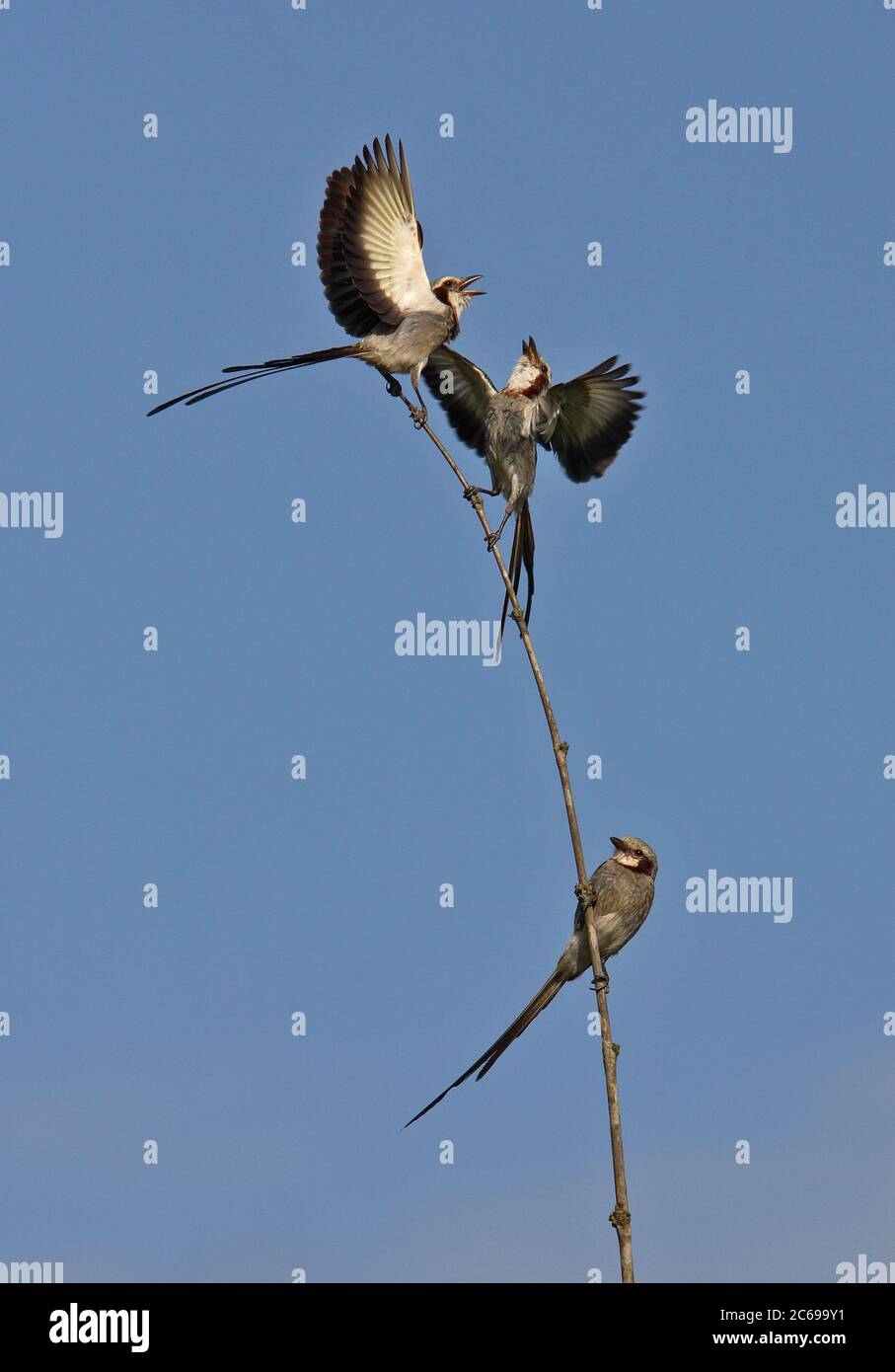 Streamer-tailed Tyrant (Gubernetes yetapa)  pair displaying Stock Photo